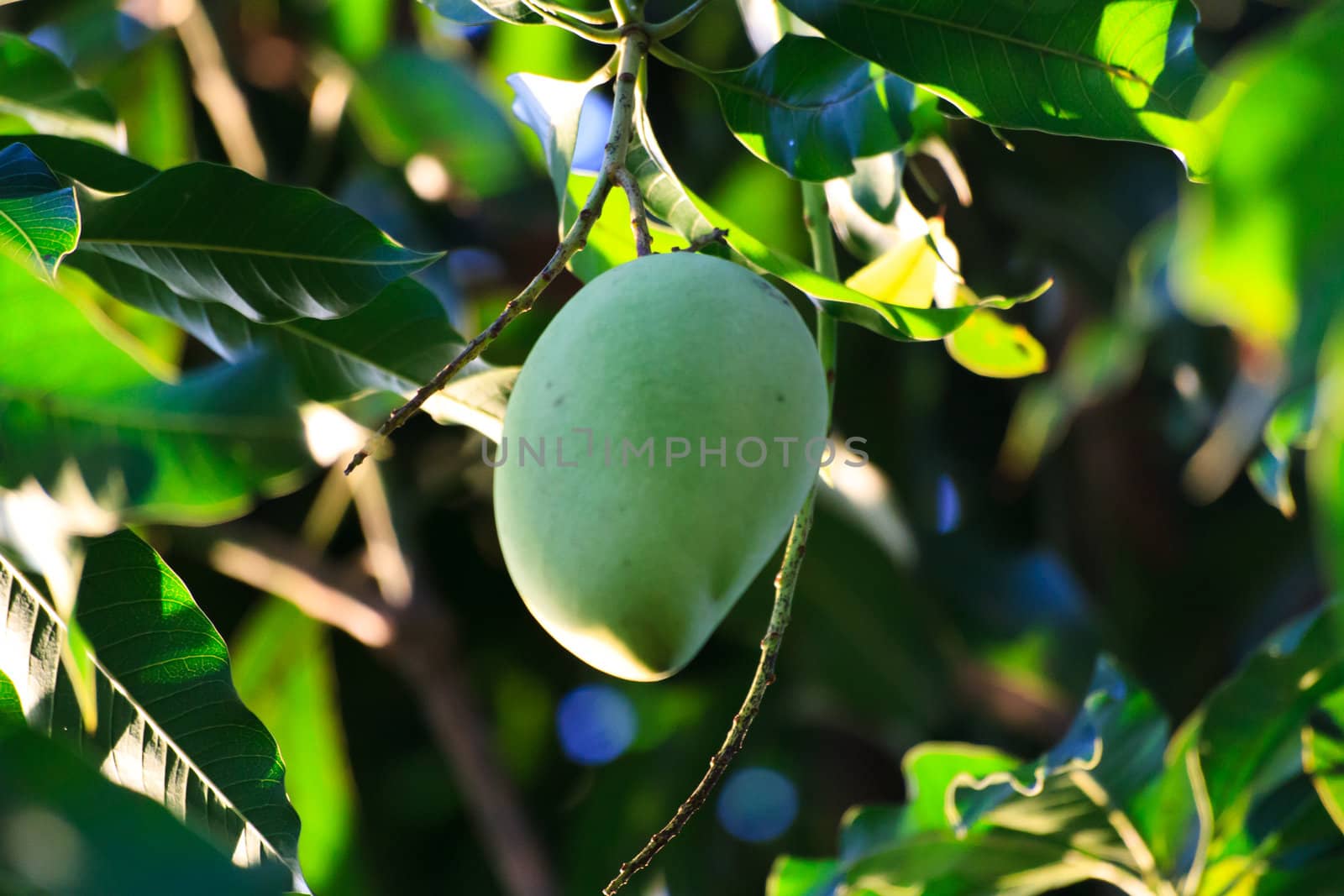 Fresh and green Mango  by thanomphong