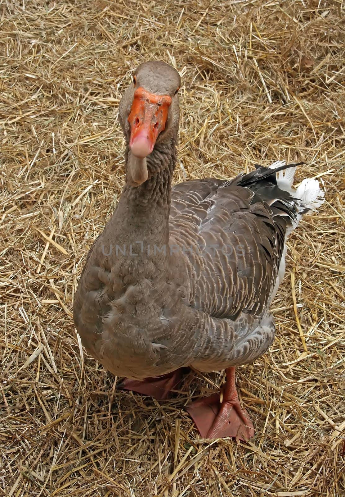 jard, male goose, supervisor any approach, ready for defense
