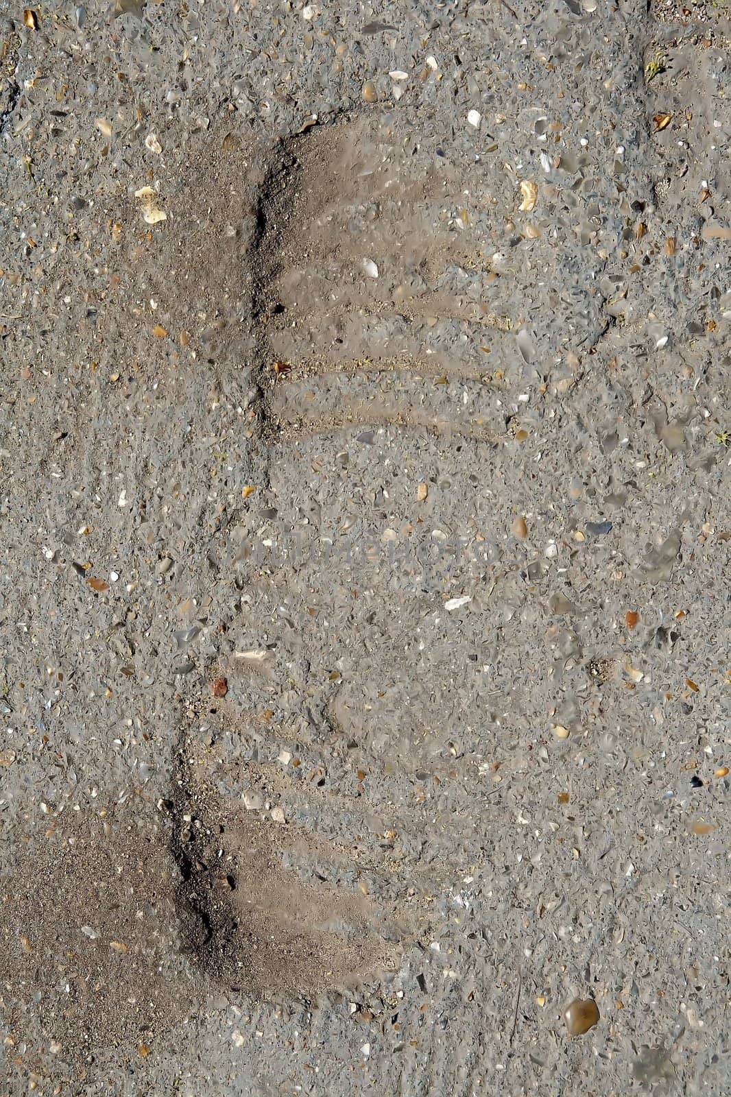 footprint in the ground, taken during the rehabilitation of the road