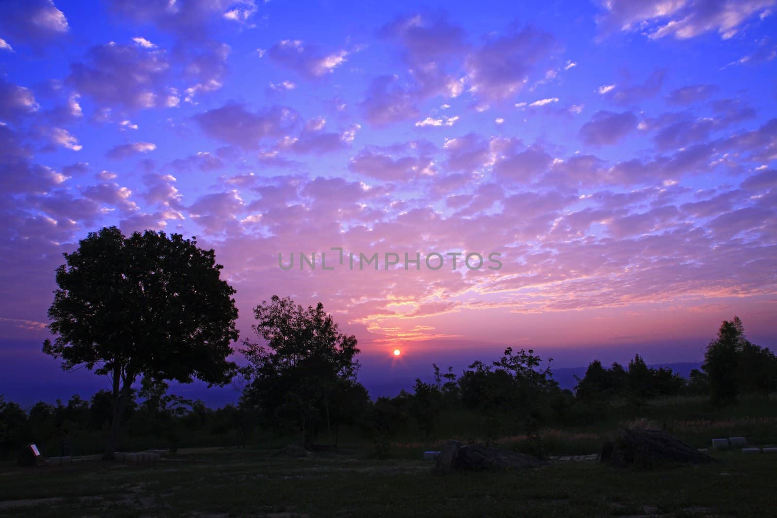 silhouette of tree with beautiful sunrise