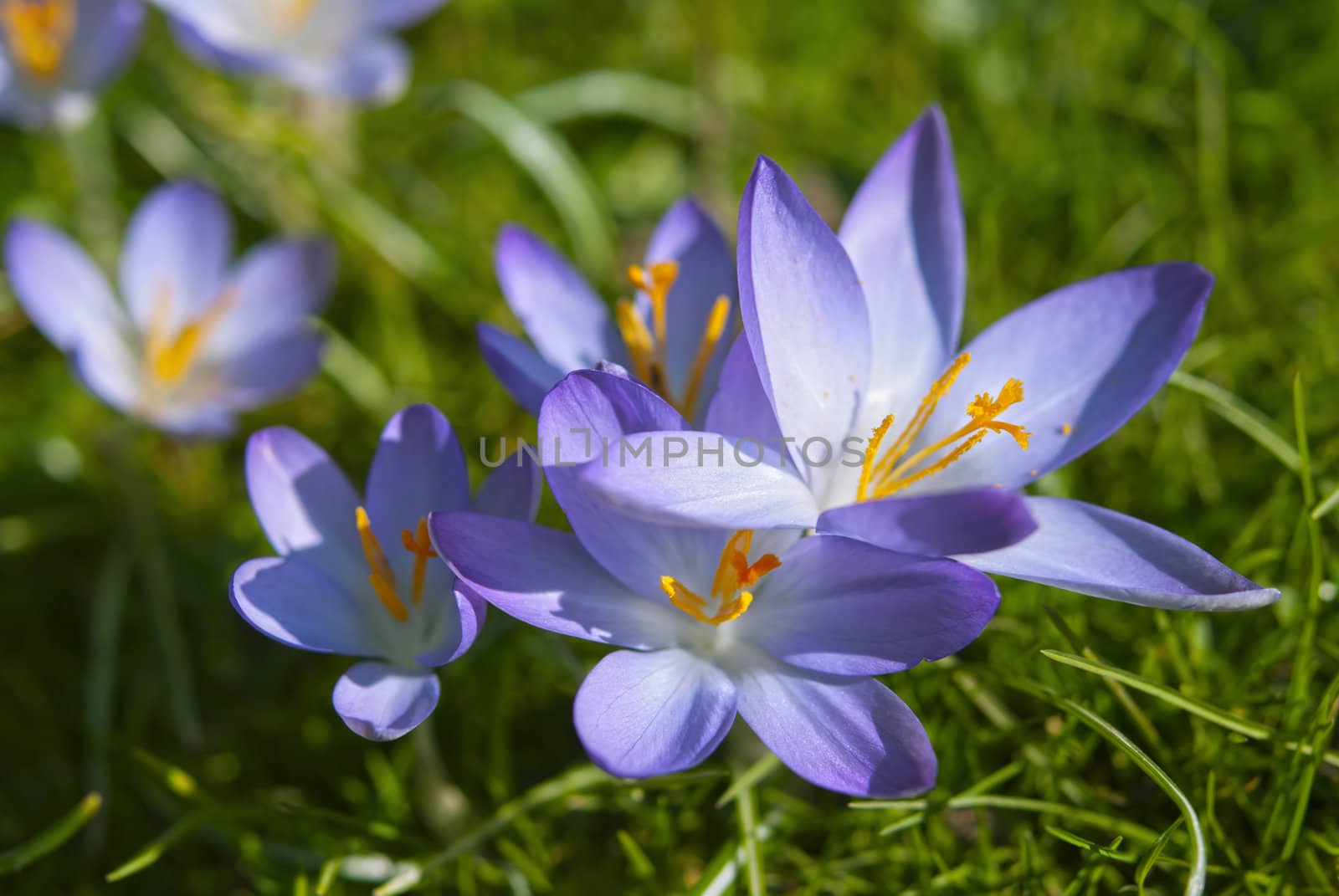 Blooming purple crocus flowers on green grass background in early spring