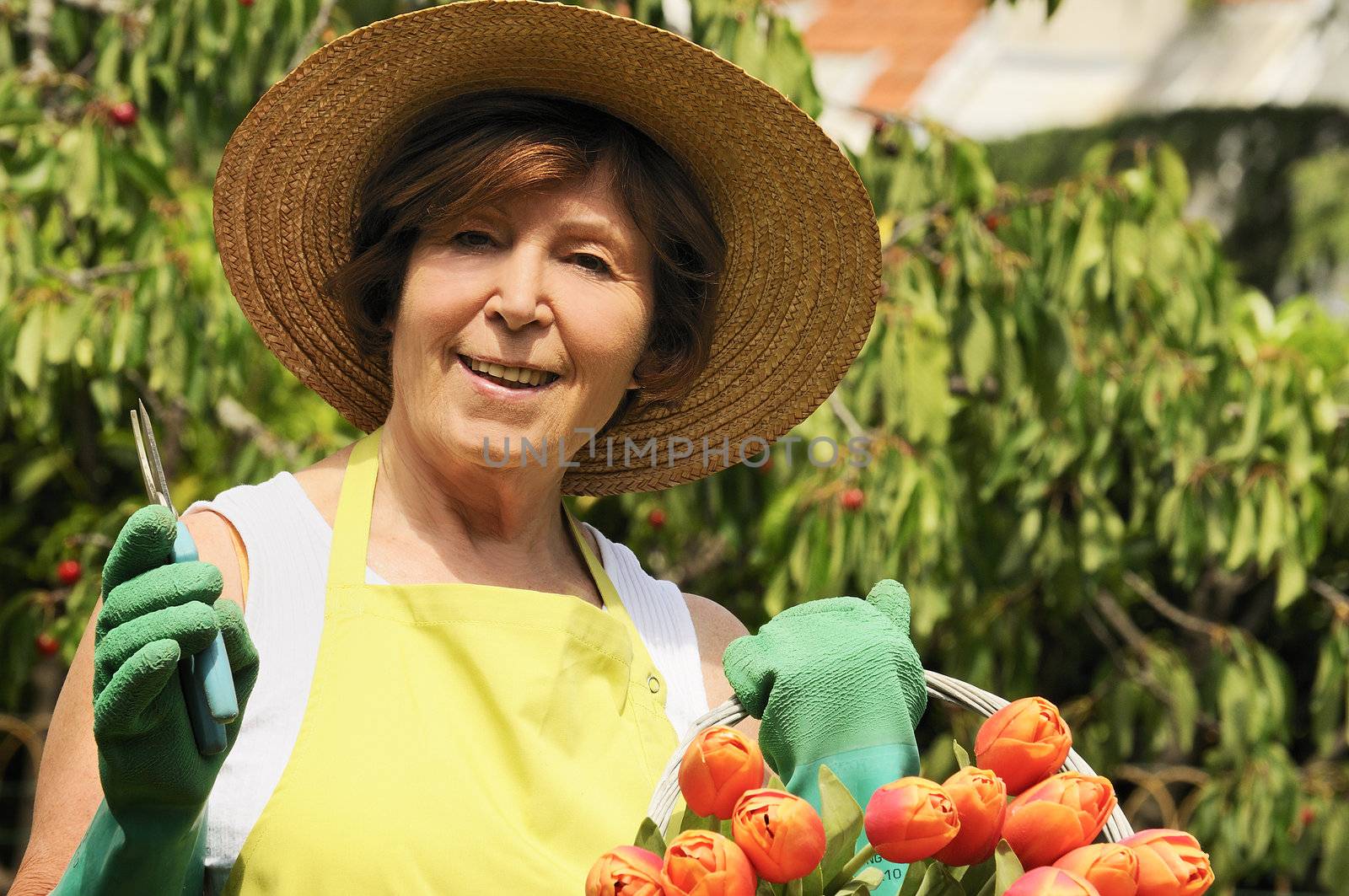 Senior woman pruning tulips in her garden