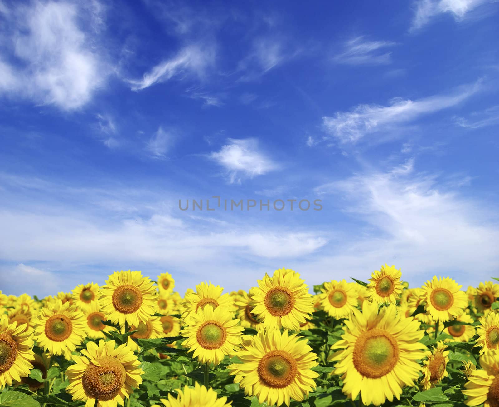 sunflower field over cloudy blue sky