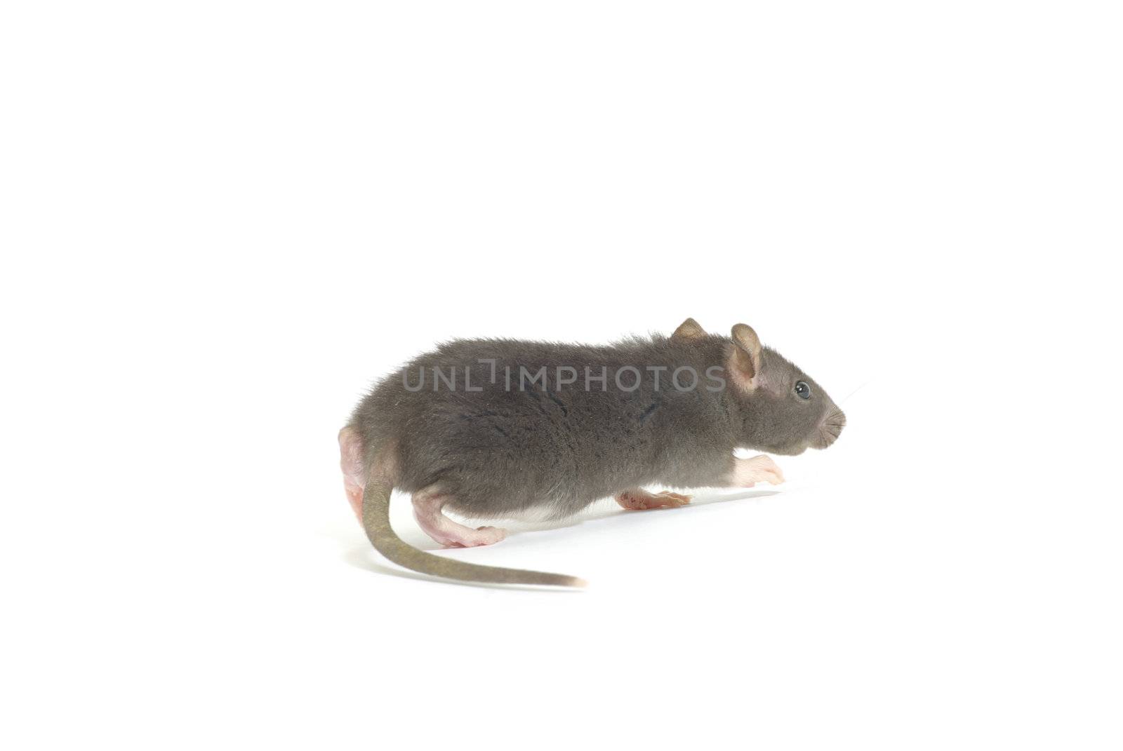 funny rat  isolated on white background