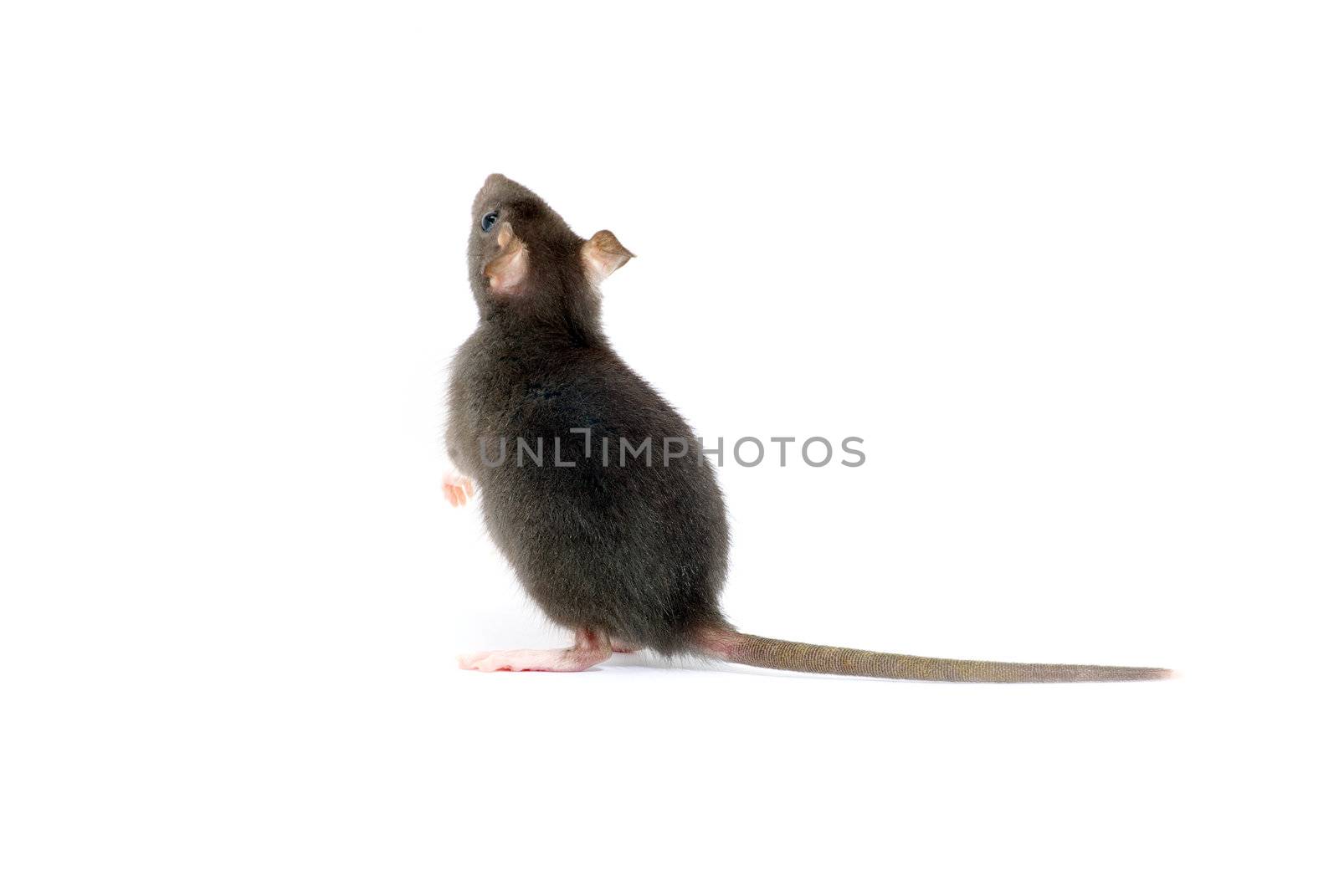  rat  isolated on white background