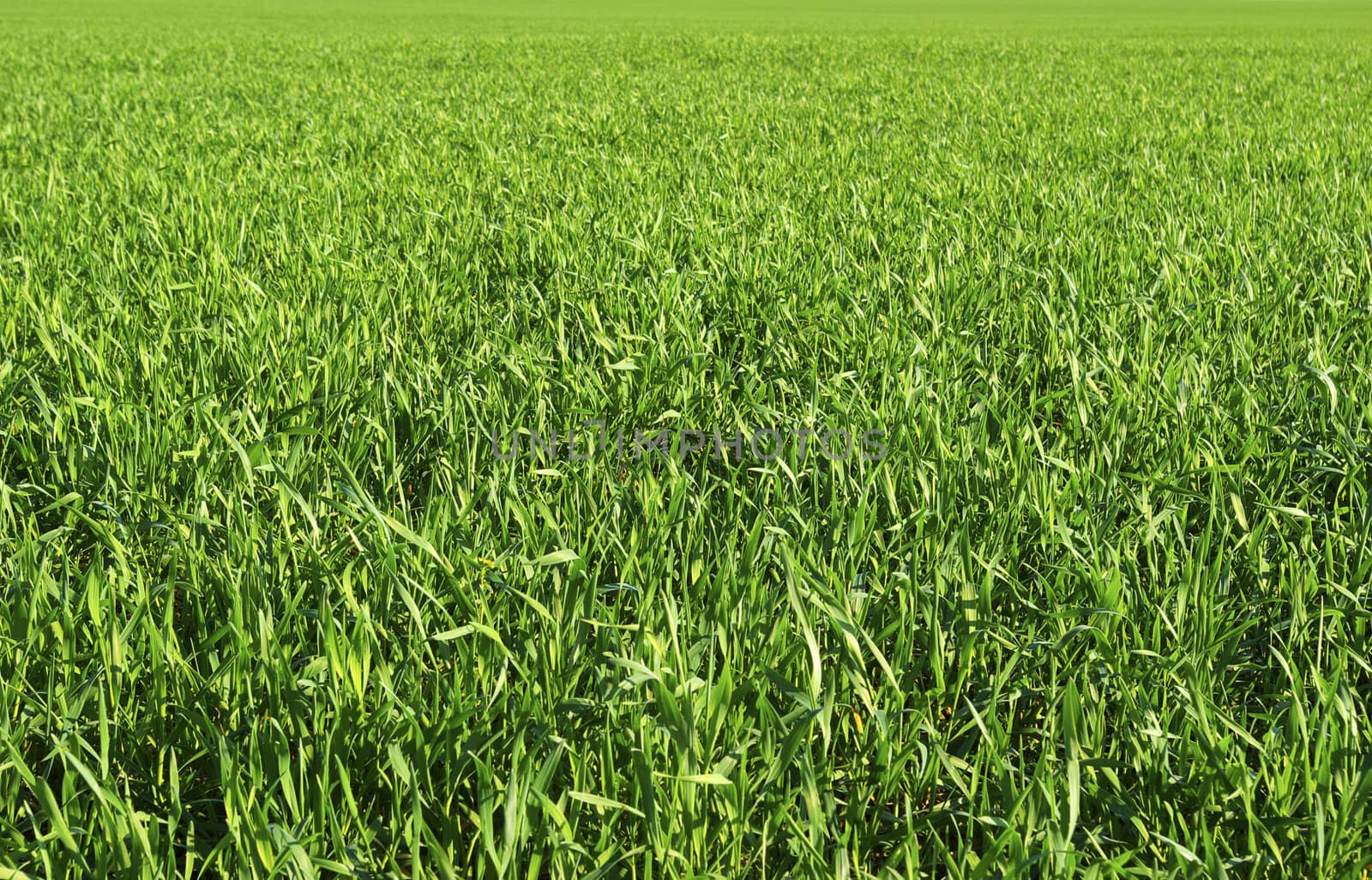 Green grass texture from a  field            