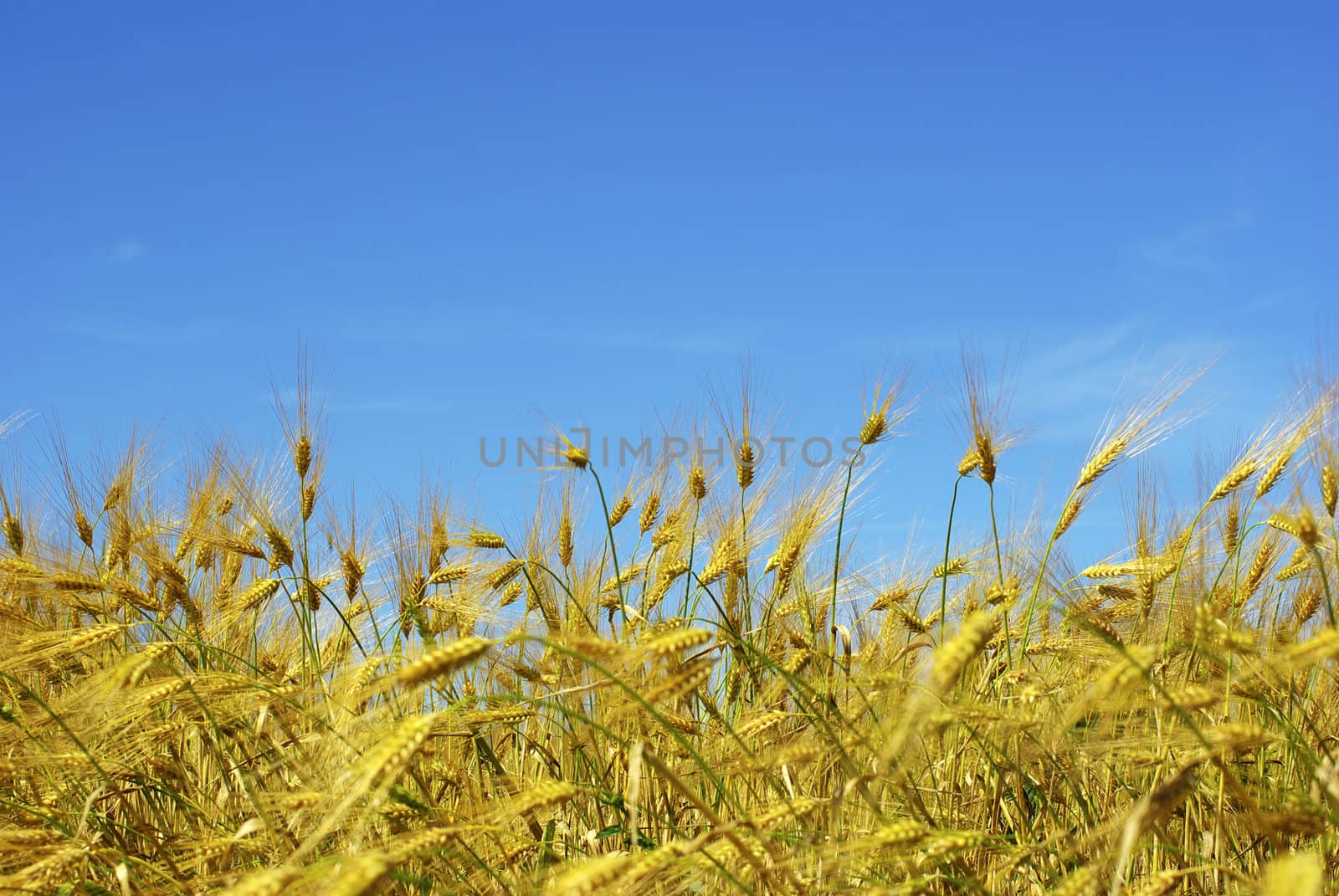 Wheat ears against the blue  sky