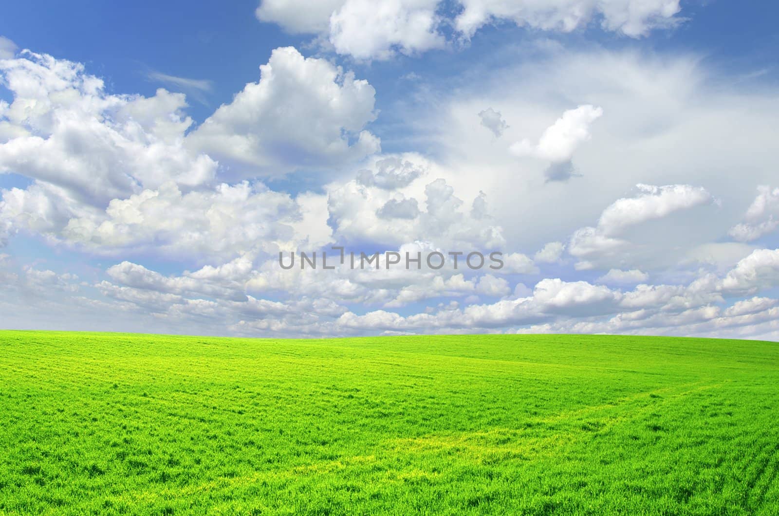 field on a background of the blue sky