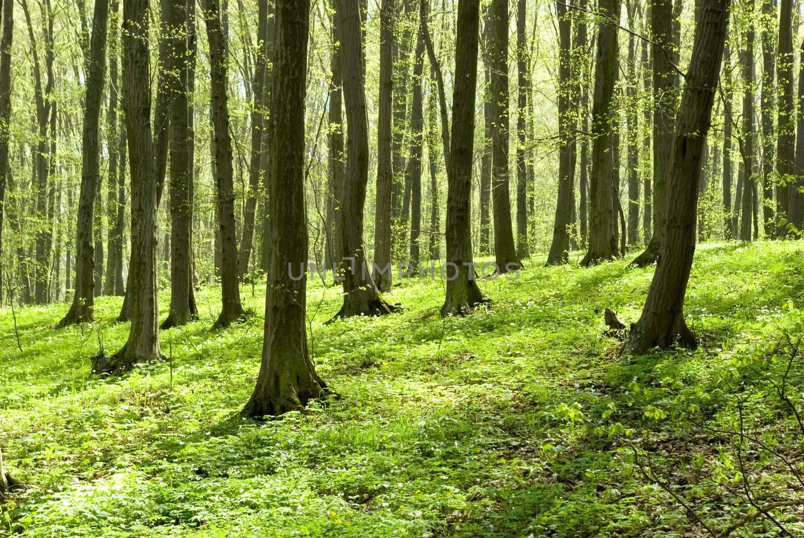 breathtaking view as the sun shines through the forest on a misty day
