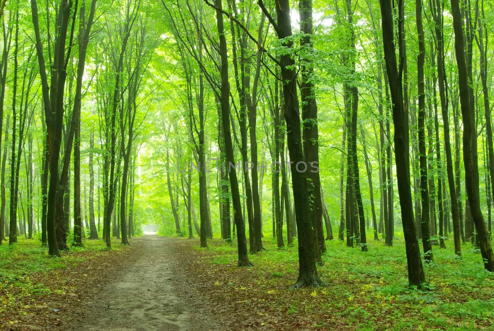 Sunny summer day in green forest