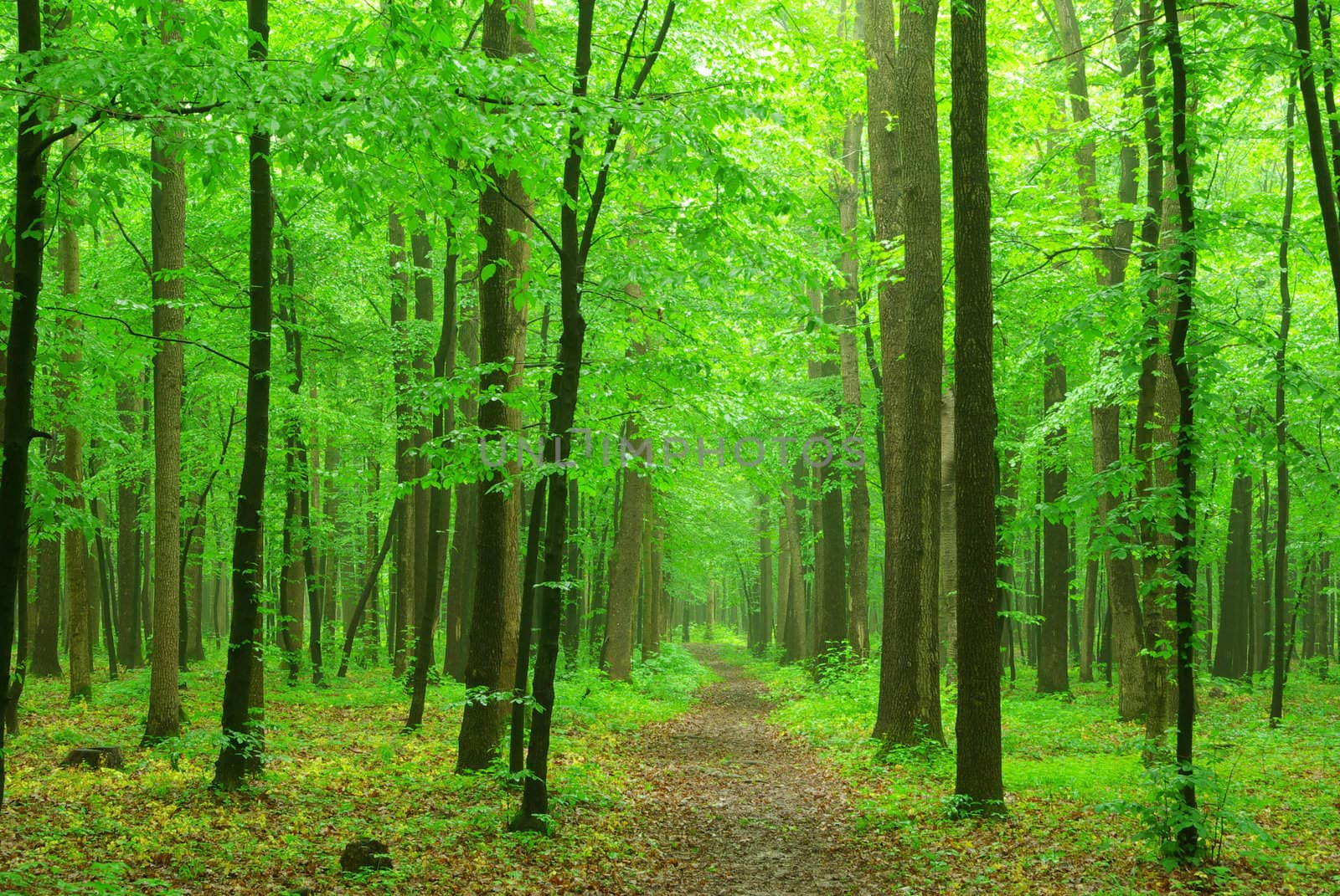 a path is in the green forest