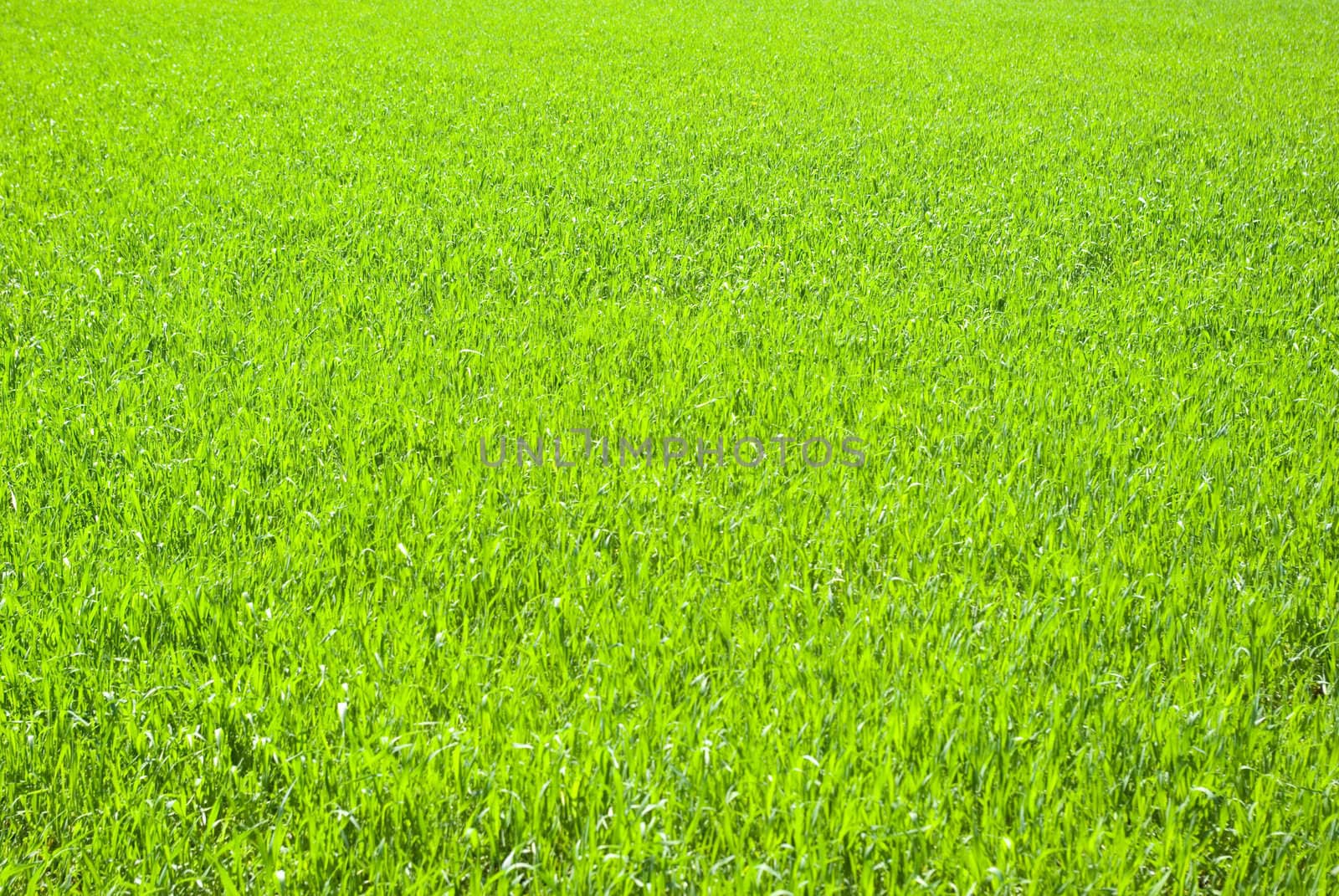 Green grass texture from a  field            