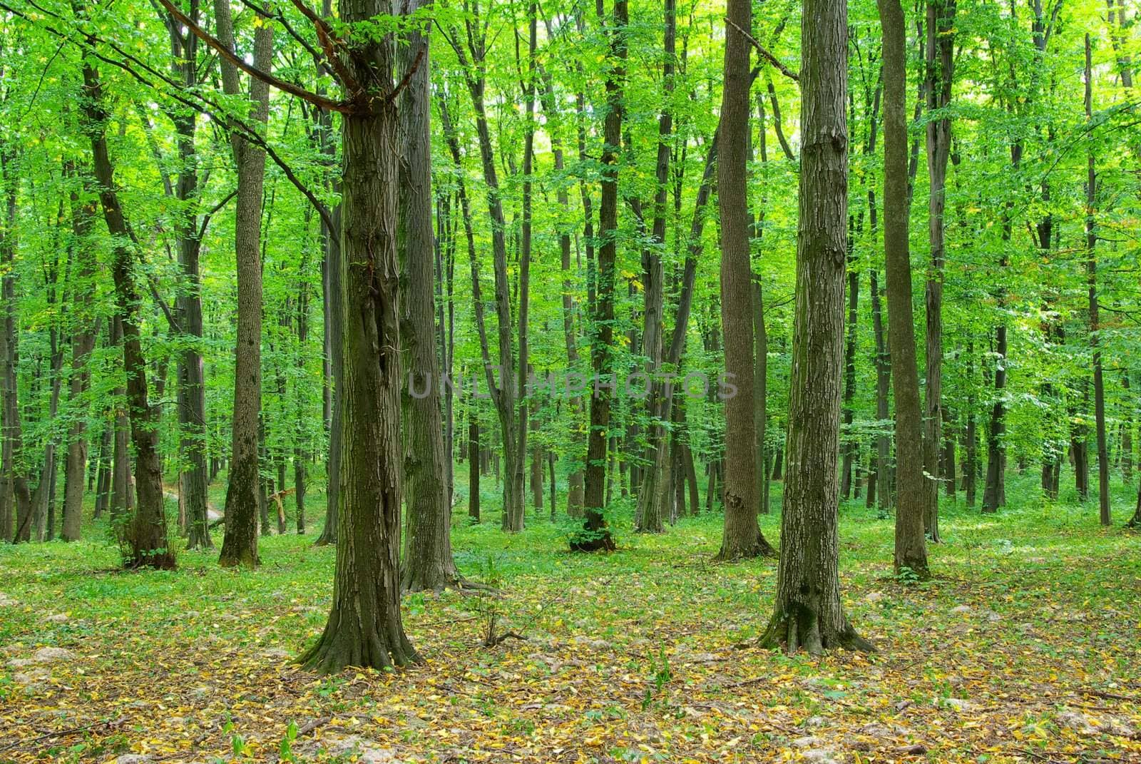 Sunny summer day in green forest