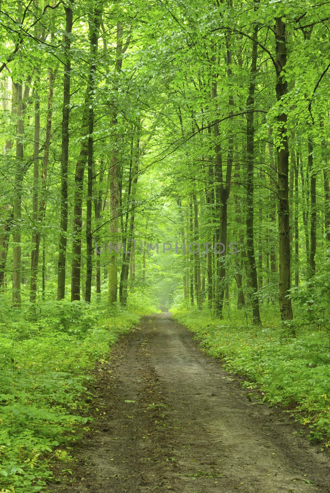 a path is in the green forest     