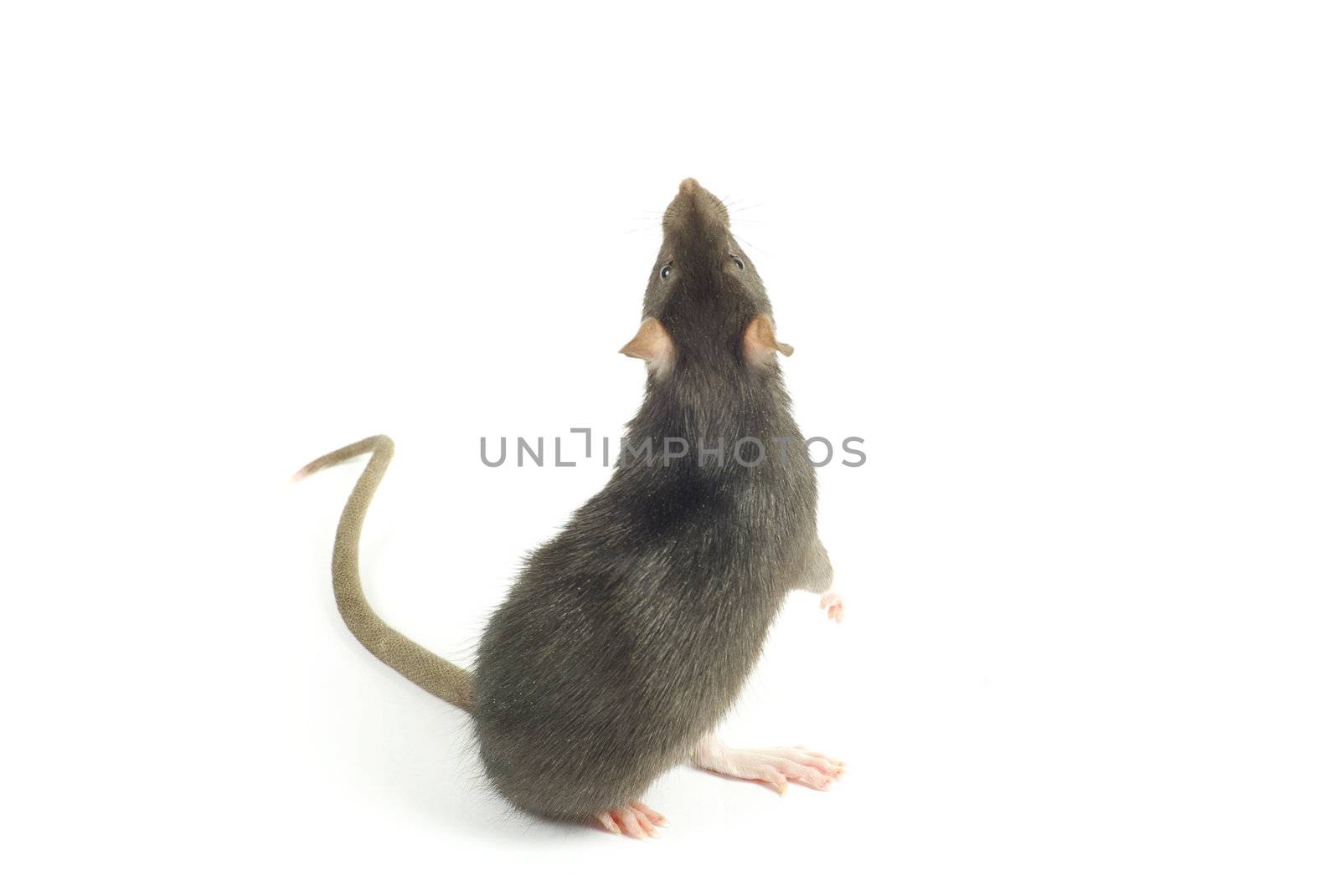 funny rat  isolated on white background