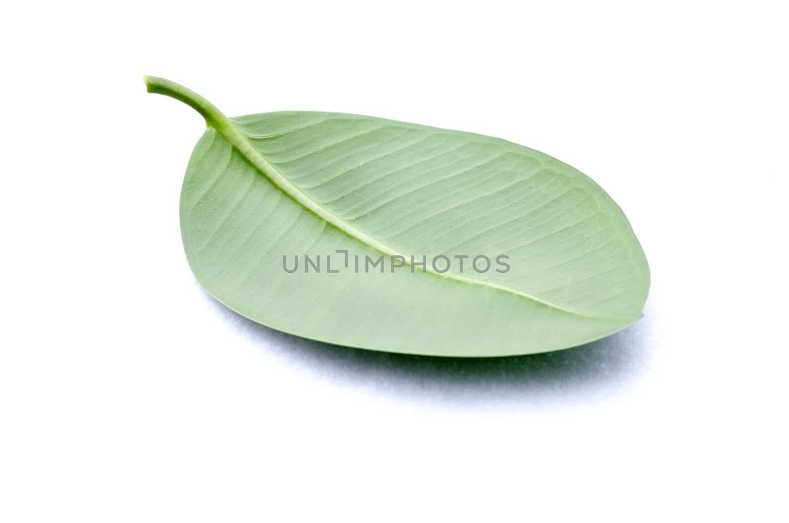 green leaf isolated on a white