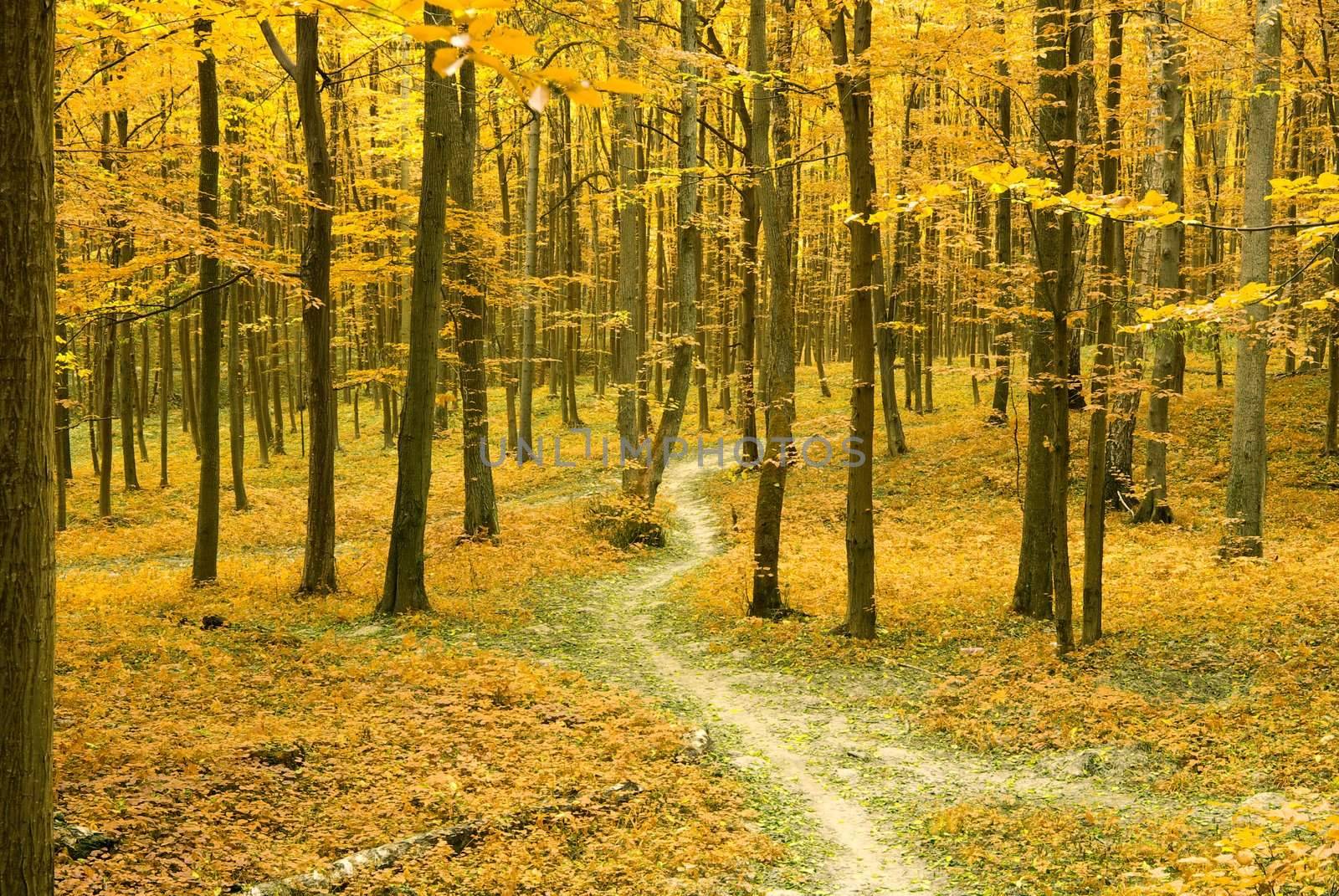 a path is in the autumn forest     
