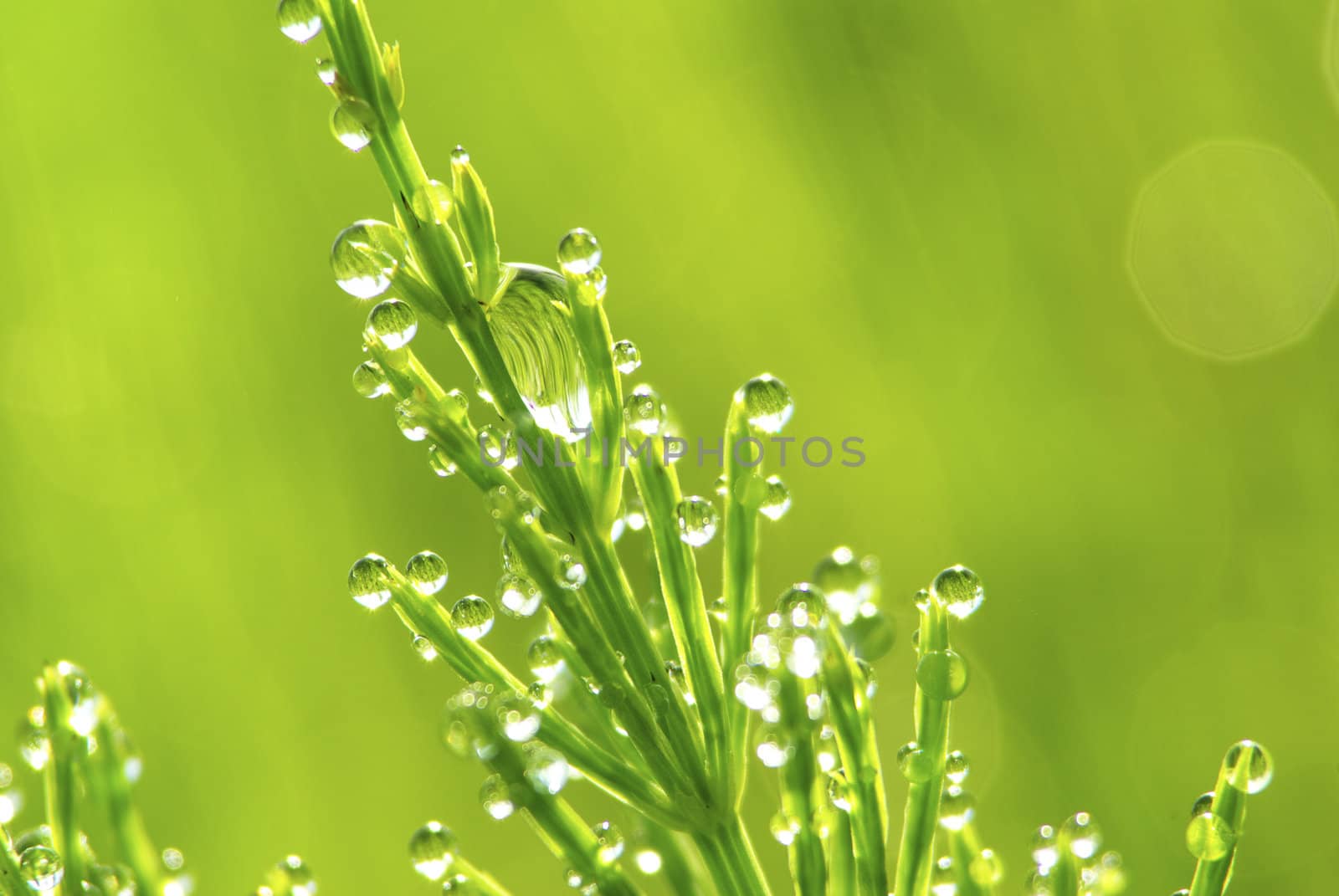 Dew drop on a blade of grass 