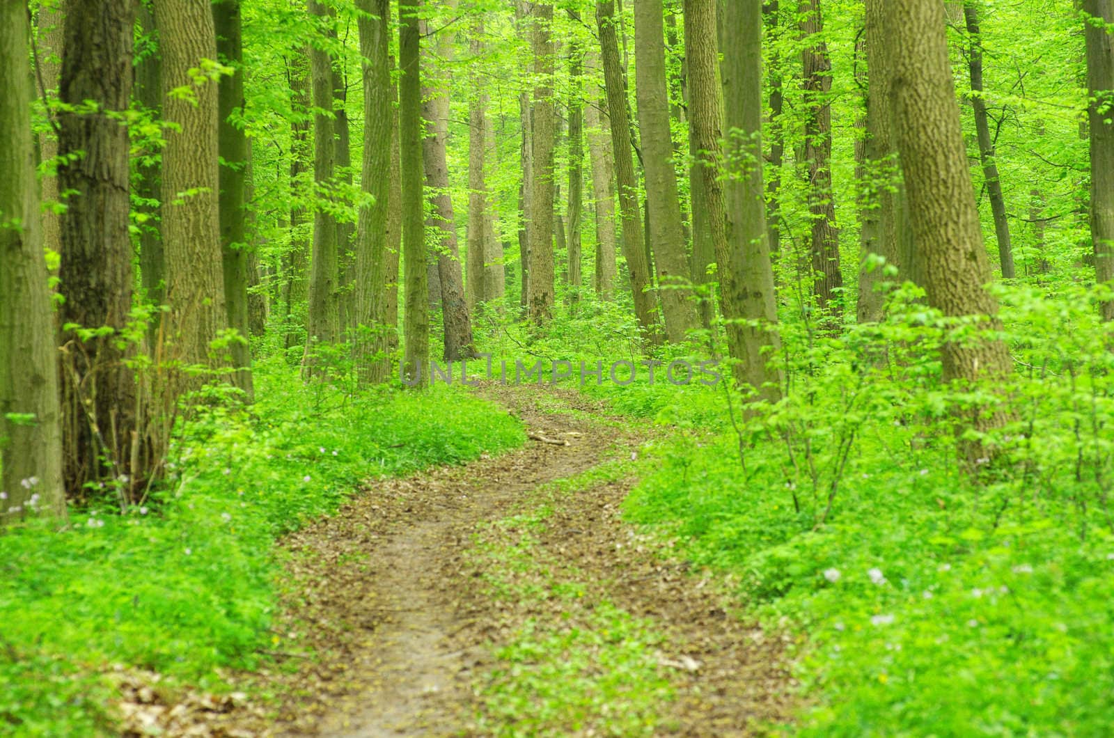 a path is in the green forest