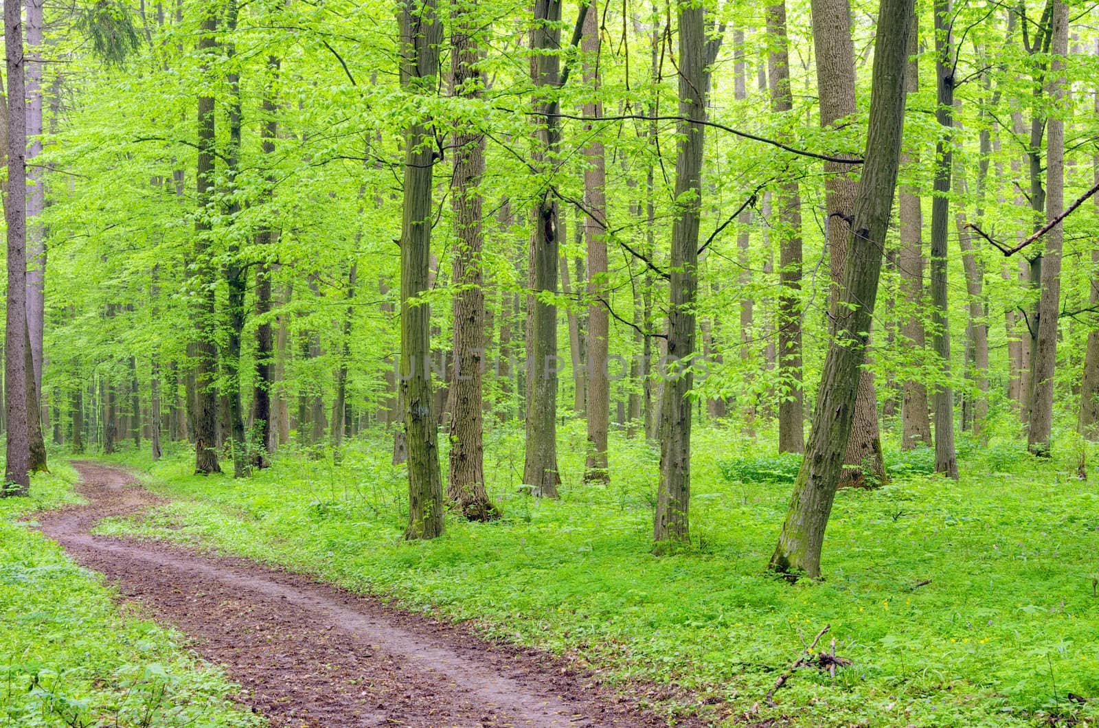 a path is in the green forest