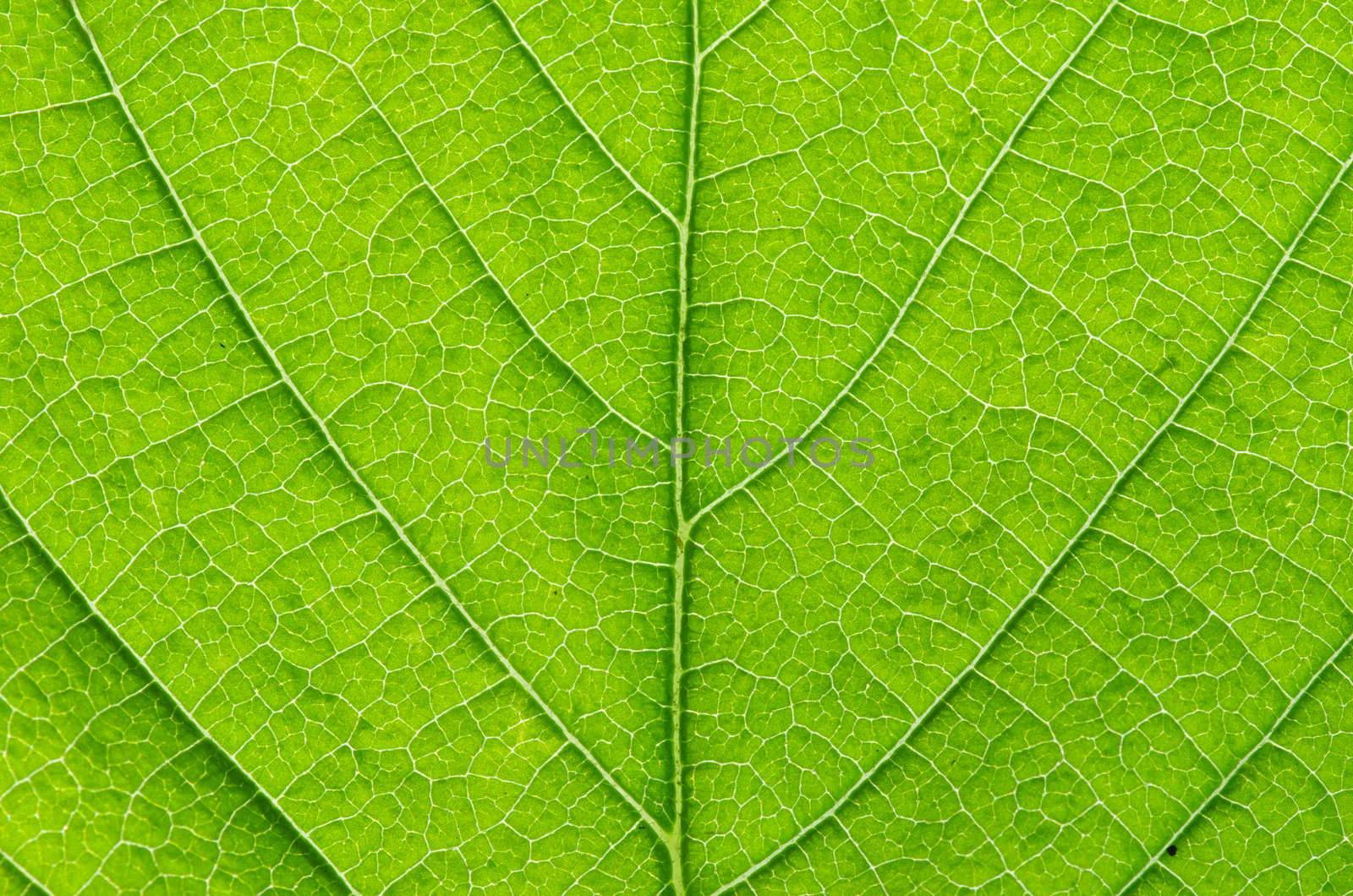 structure of leaf natural background