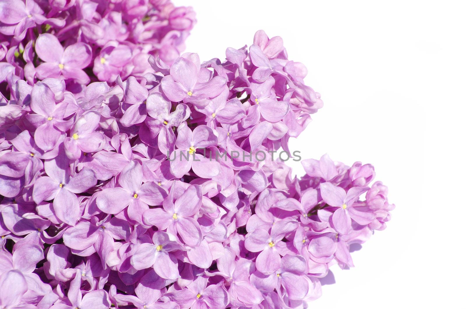 lilac flower isolated on white background