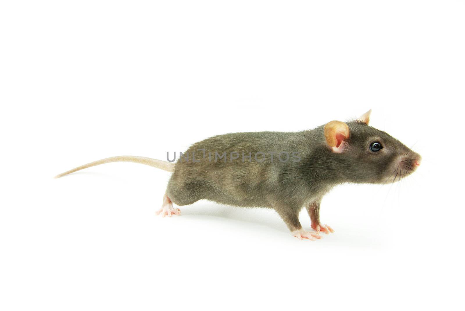 rat  isolated on white background