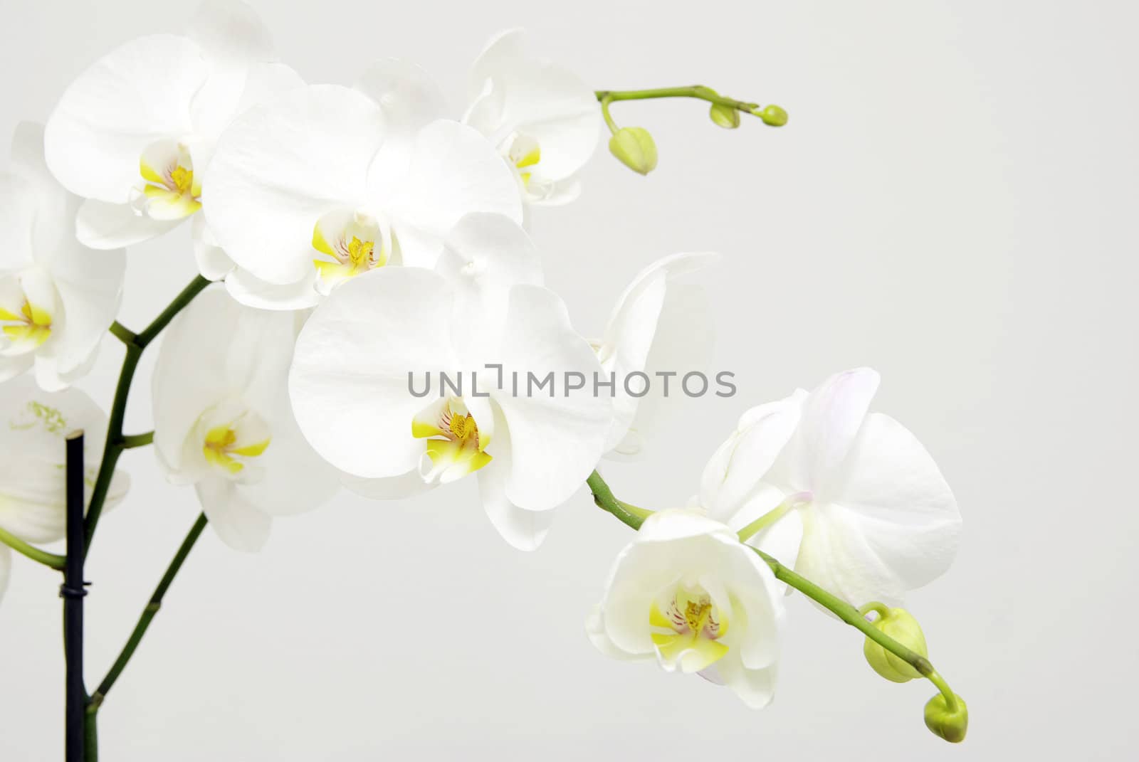 Blooming white orchids flower isolated on white background