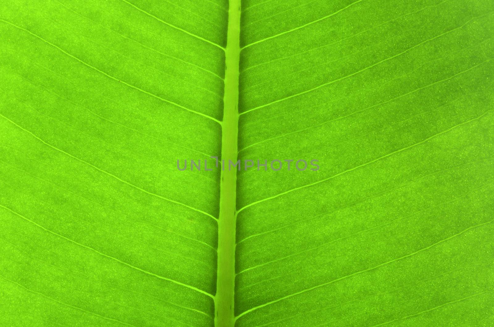 Texture of a green leaf as background