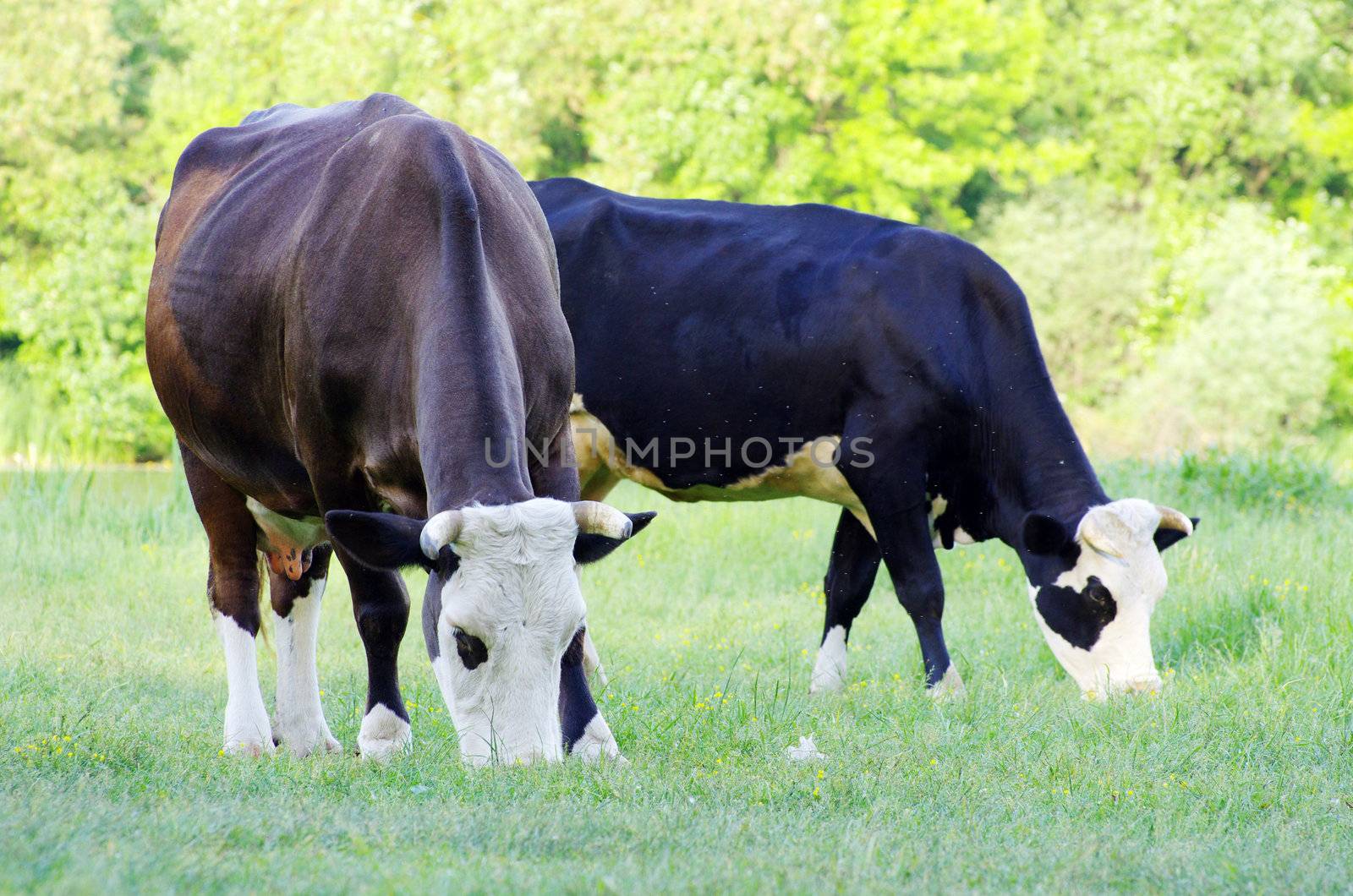 cows on a green meadow