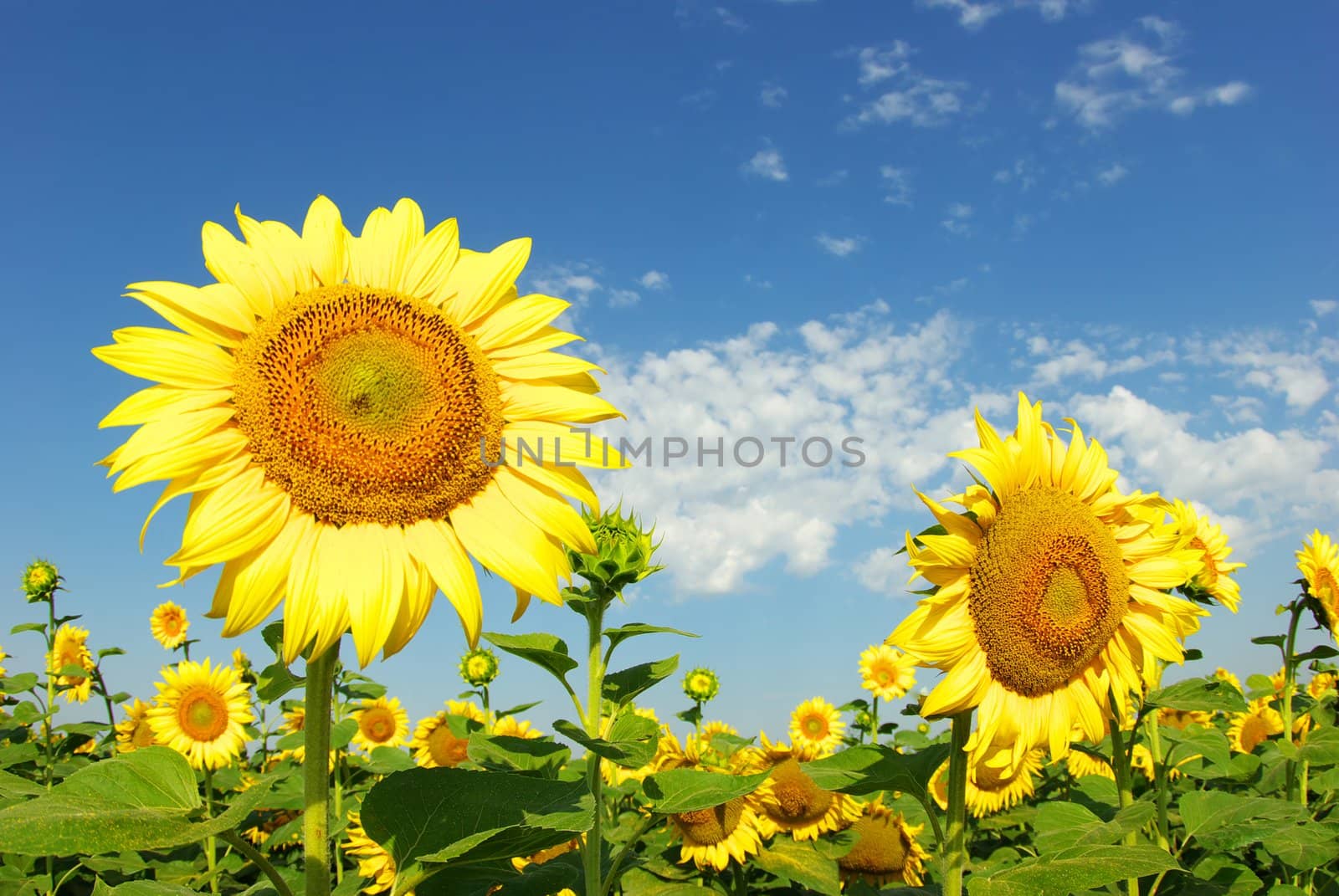 sunflower field over cloudy blue sky