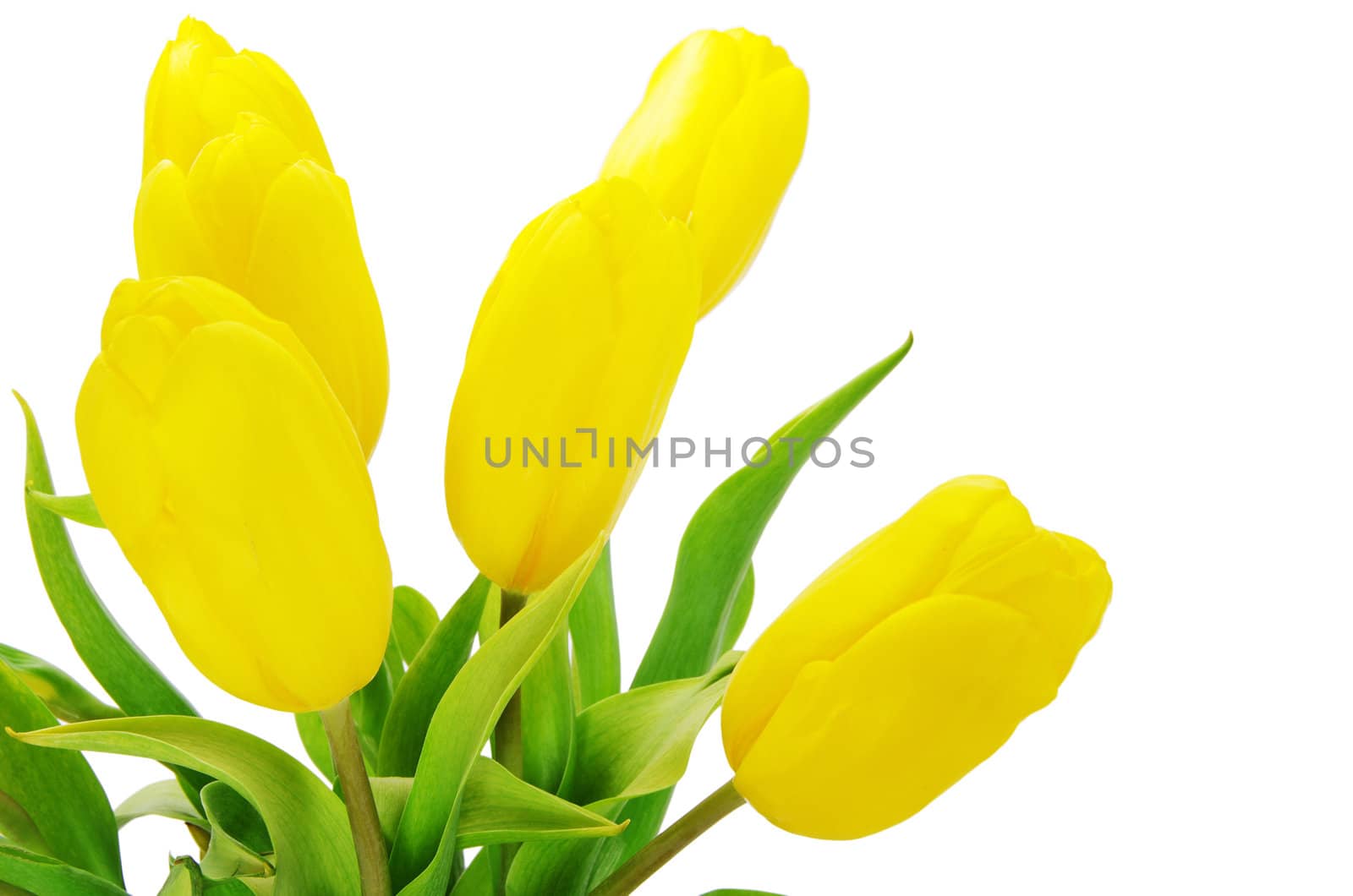 yellow tulips isolated on white background