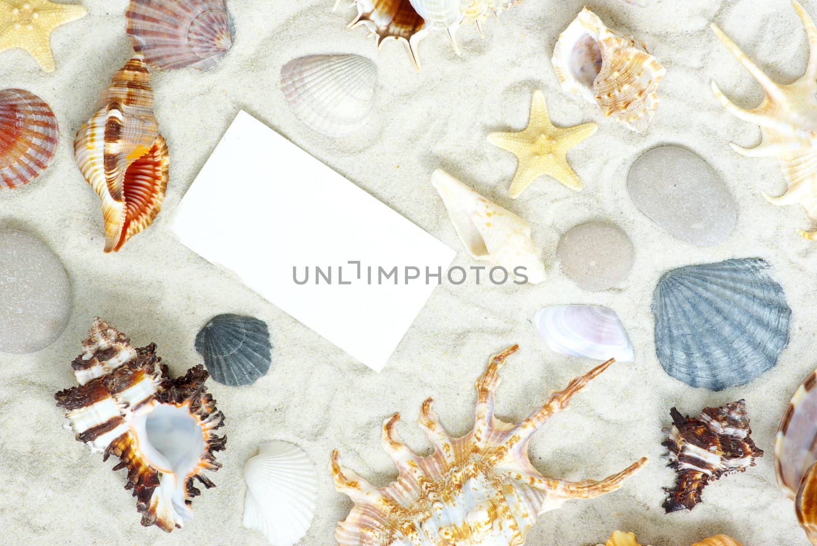 sea stars and shells an blank postcard on sands