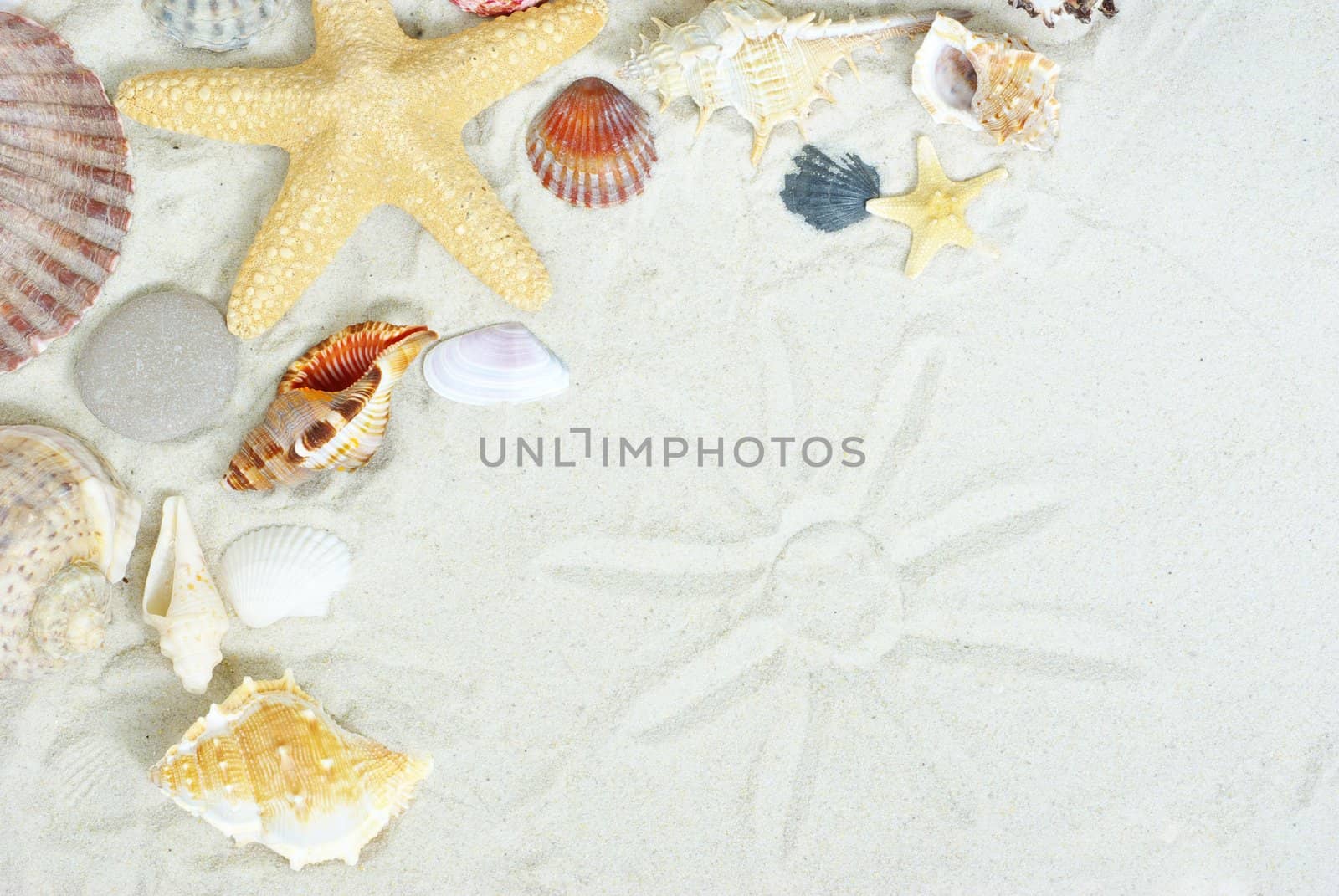 starfish and shells on the beach