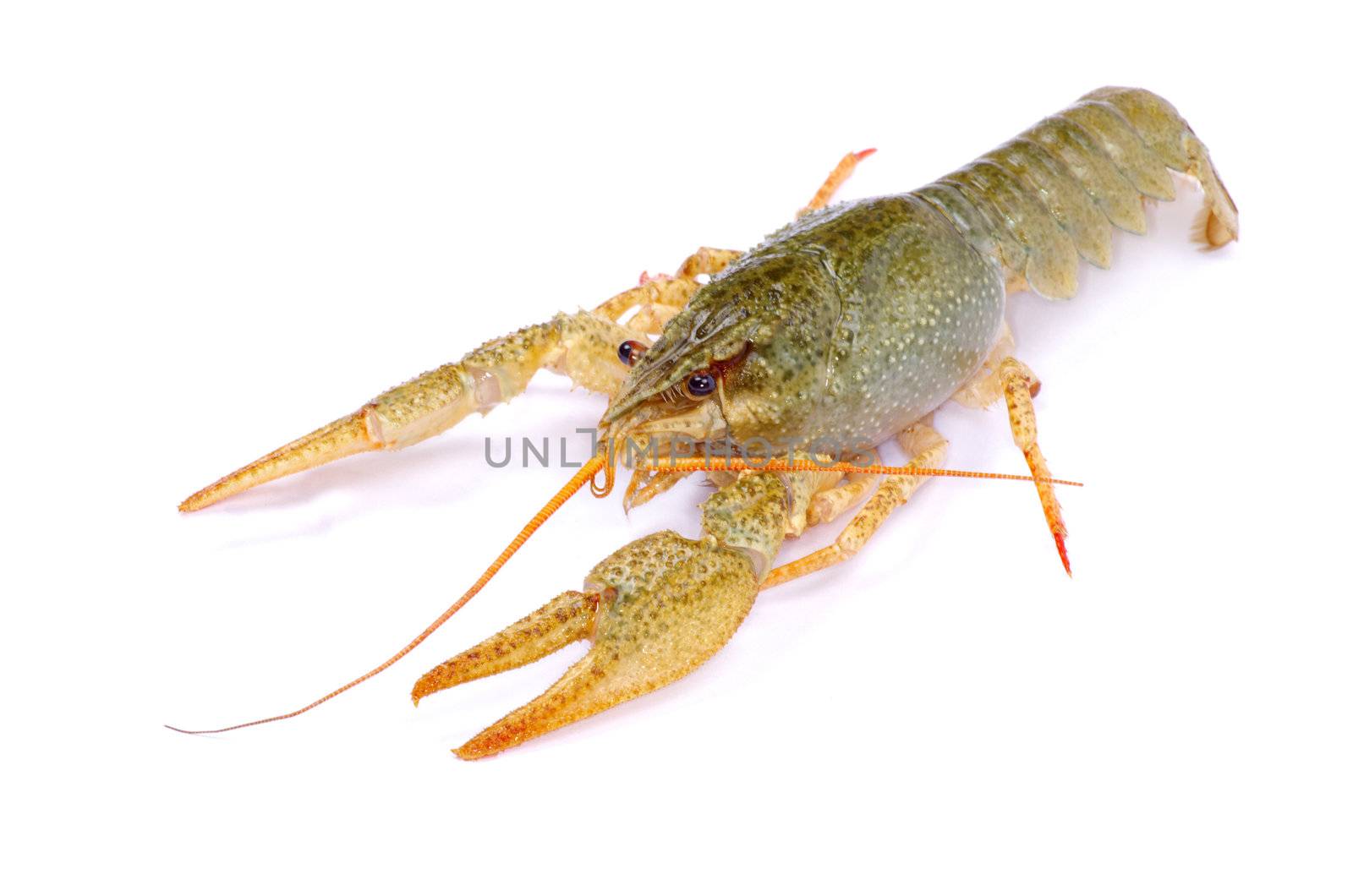crawfish on a white background
