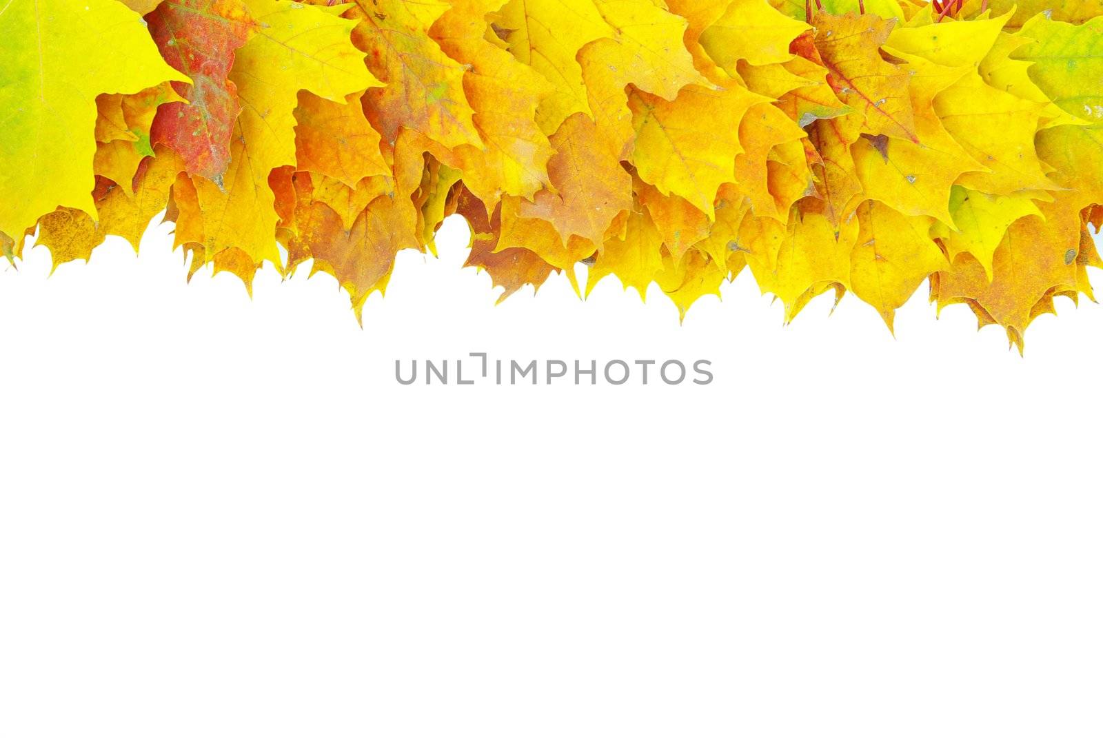 autumn maple leafs isolated on a white 