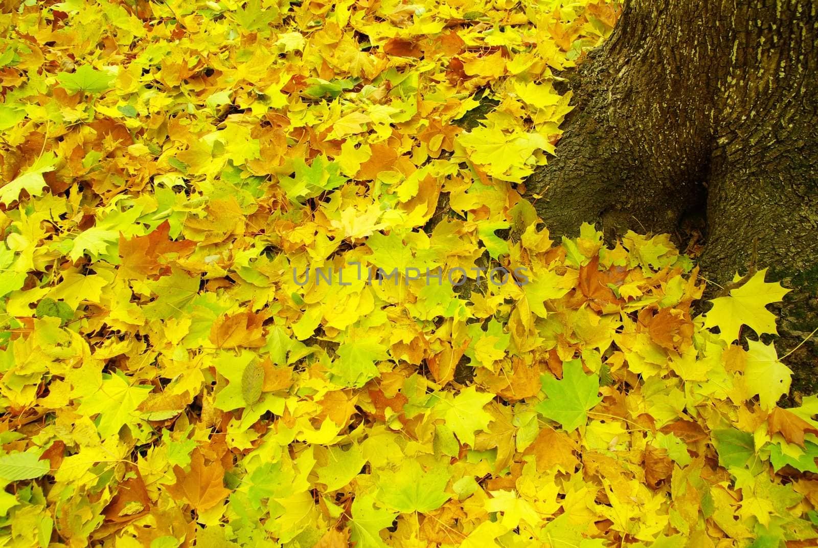 Texture of a maple leaf as background