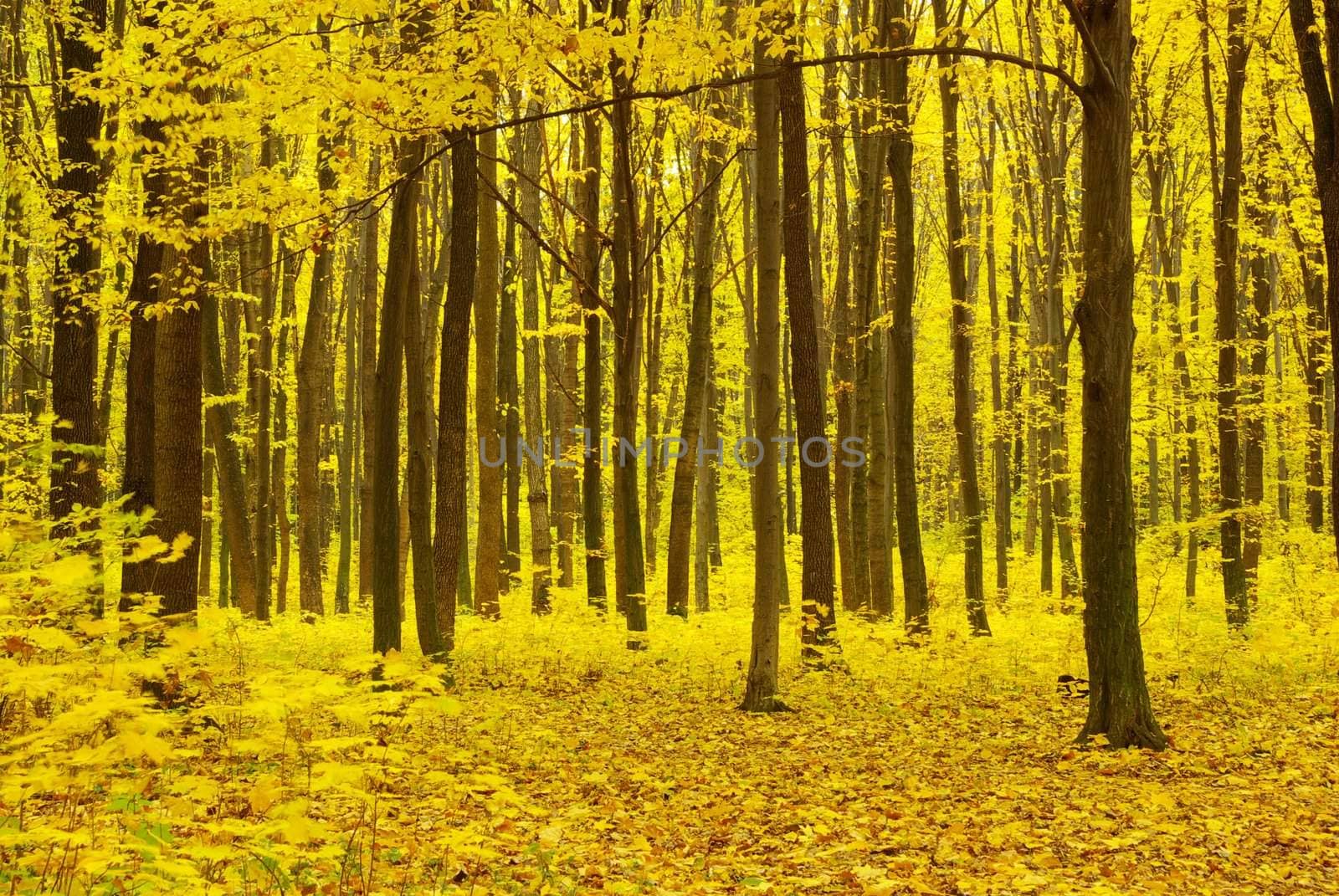 Early morning sun in the autumn forest