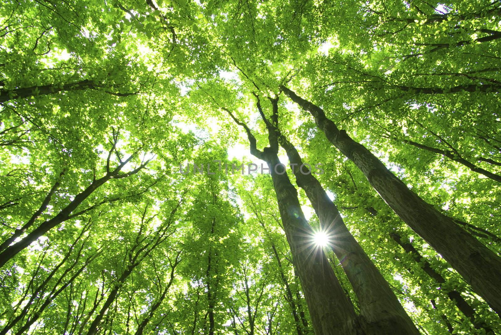 green forest background in a sunny day