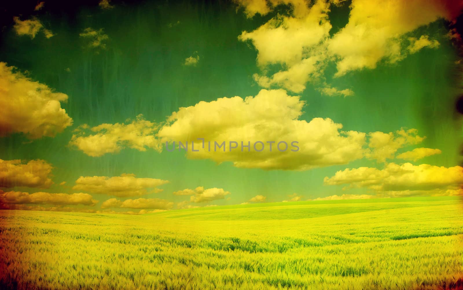 field on a background of the blue sky