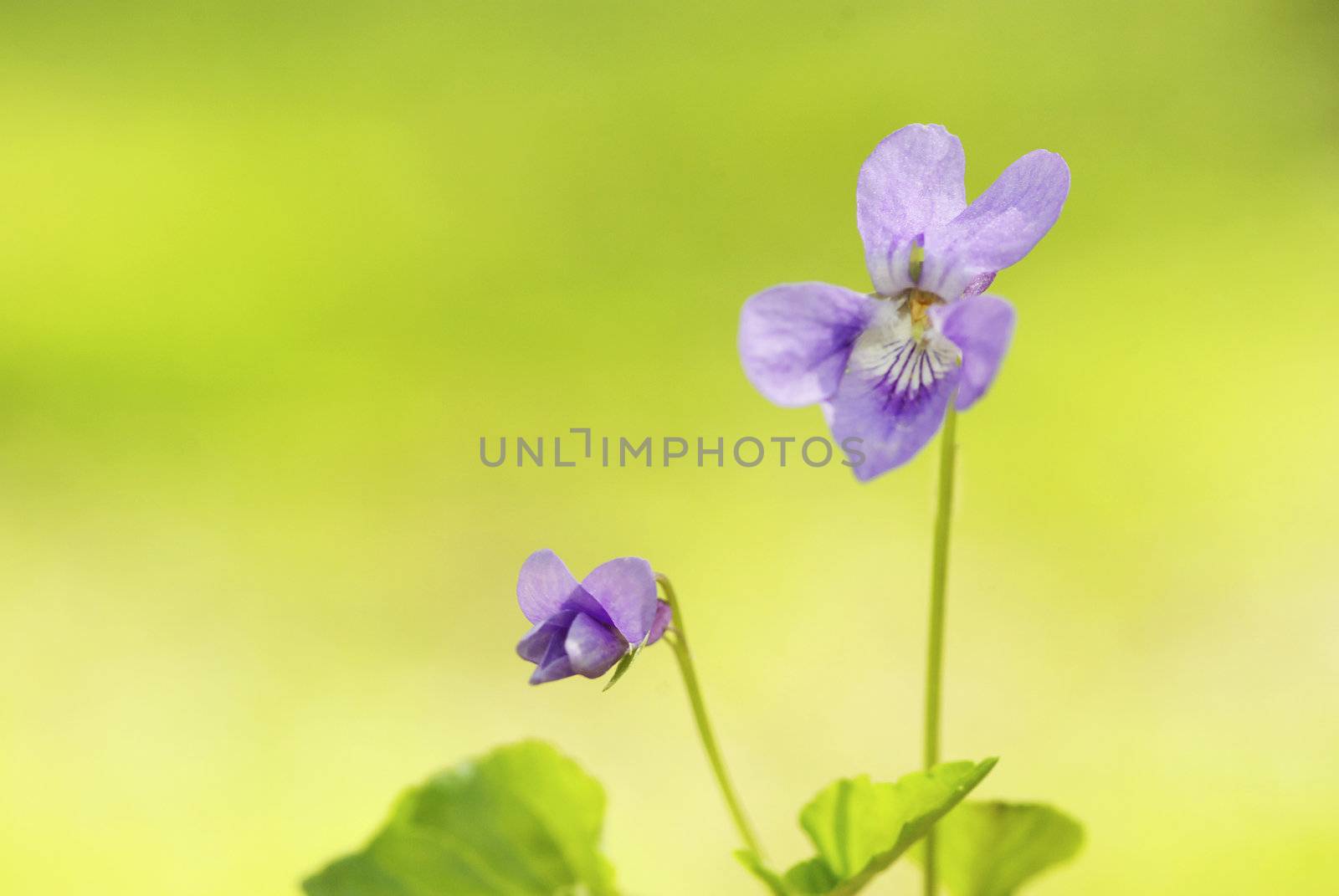 blue spring flower on the field