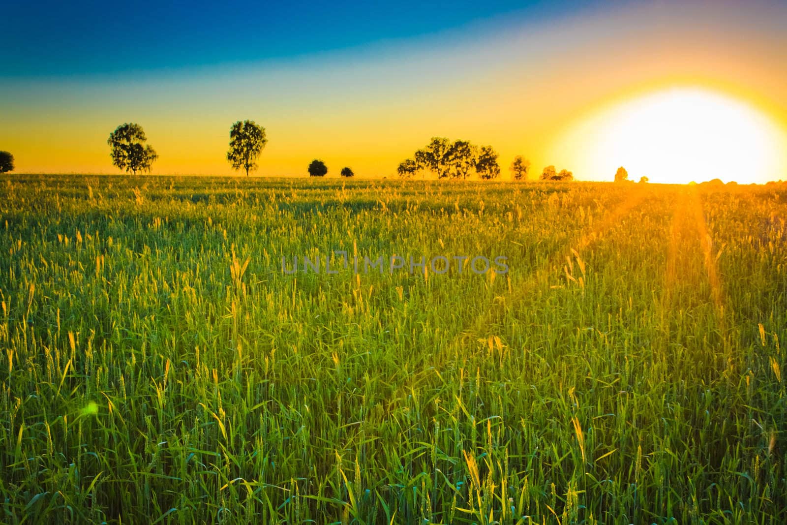 Bright sunset over green field. by ryhor