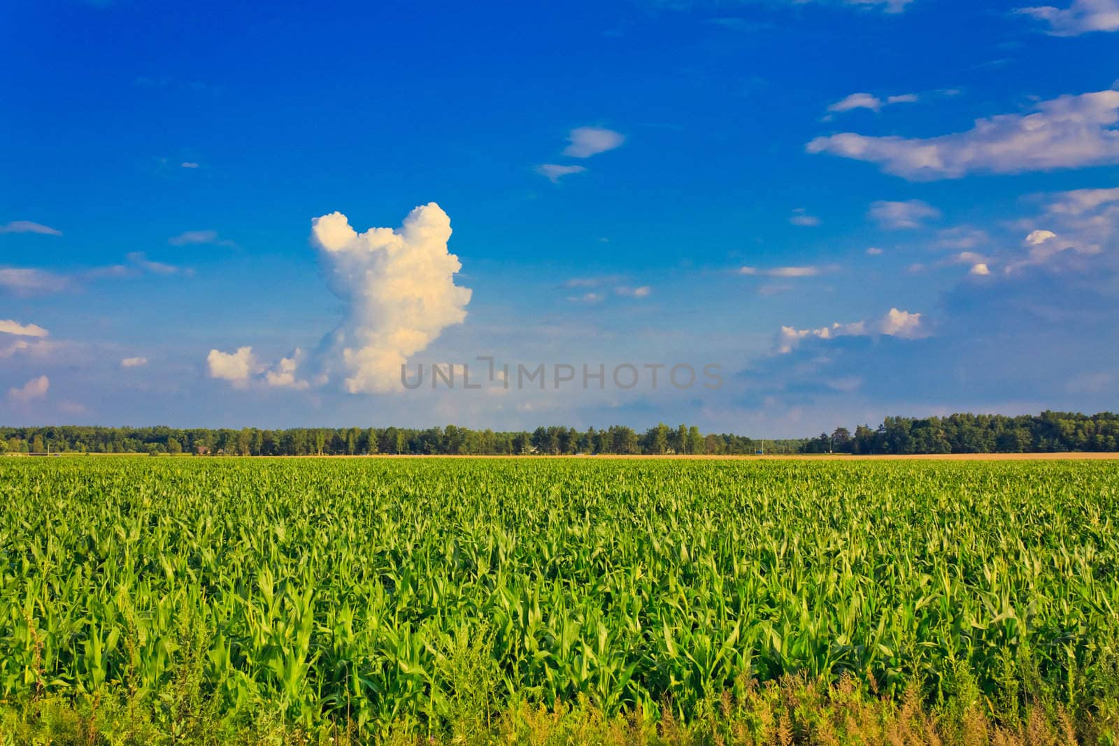 A corn field in summer