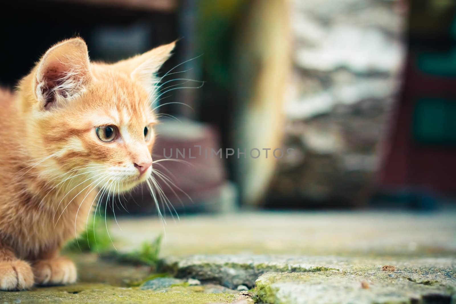 A red kitten sitting on a stone background.