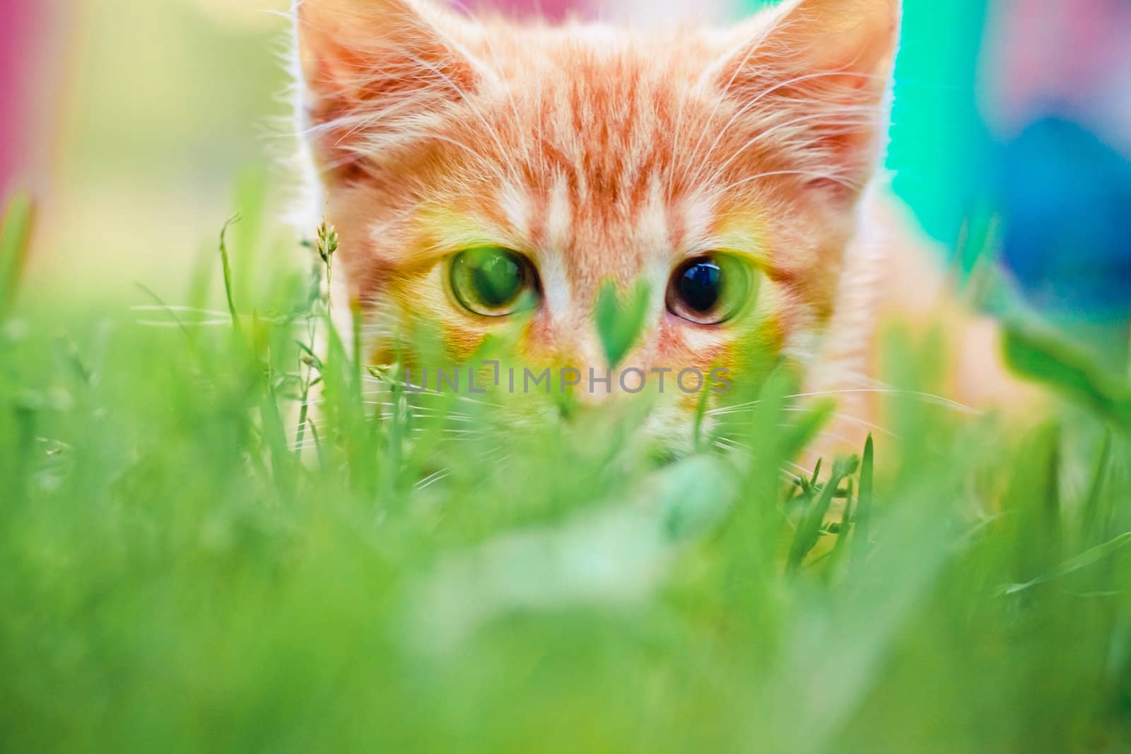 Young kitten is hunting on green grass by ryhor