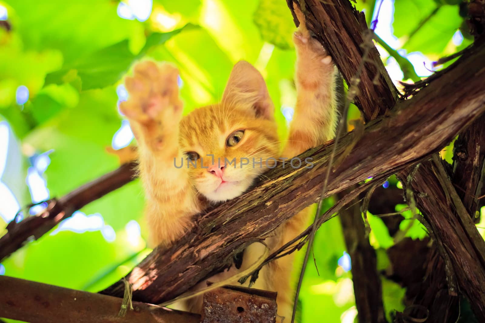 Young kitten sitting on branch outdoor shot at sunny day