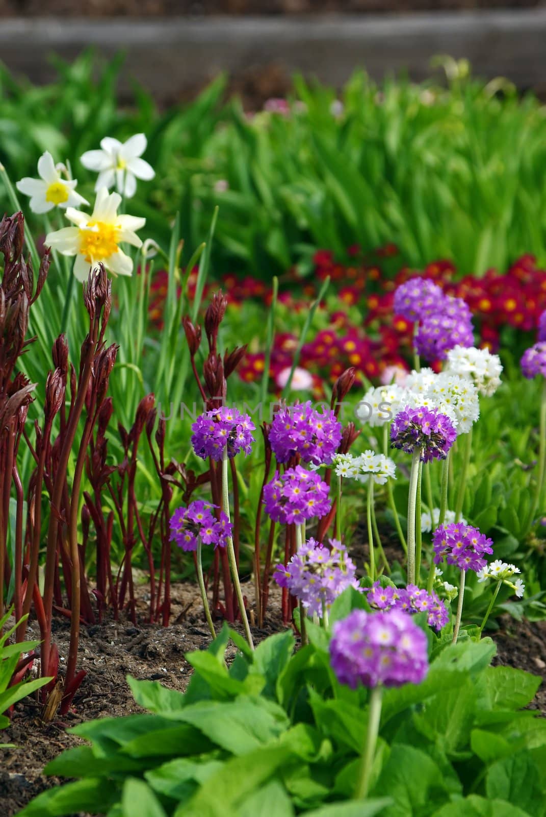 Colorful Blooming  Flower Bed in Early Springtime