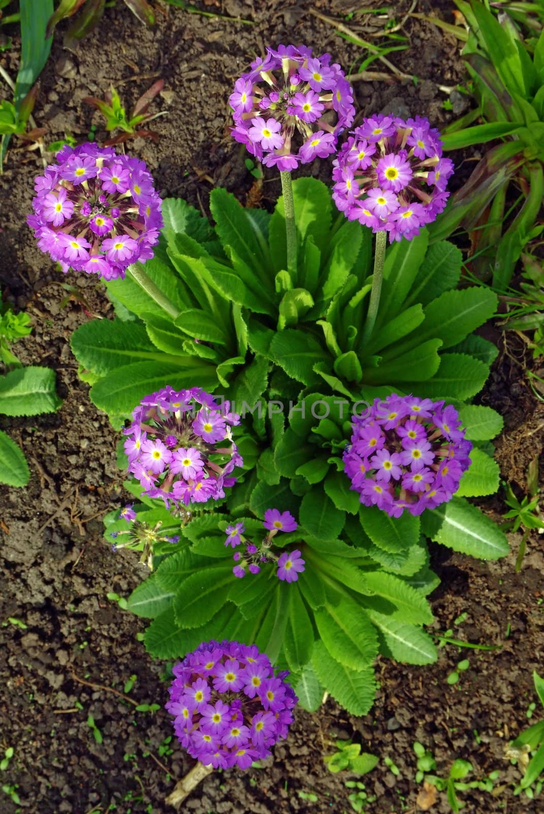 Magenta primrose (primula vulgaris) one of the first flowers to blossom in spring