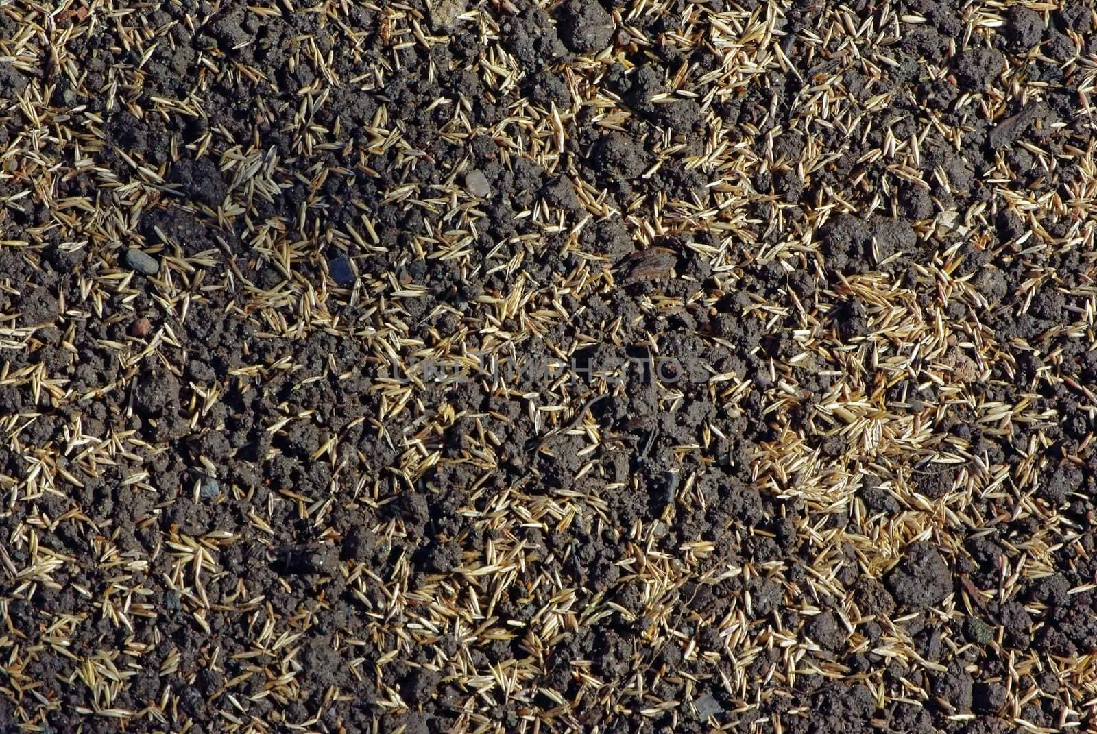 Seeds of lawn grass on the soil by Vitamin