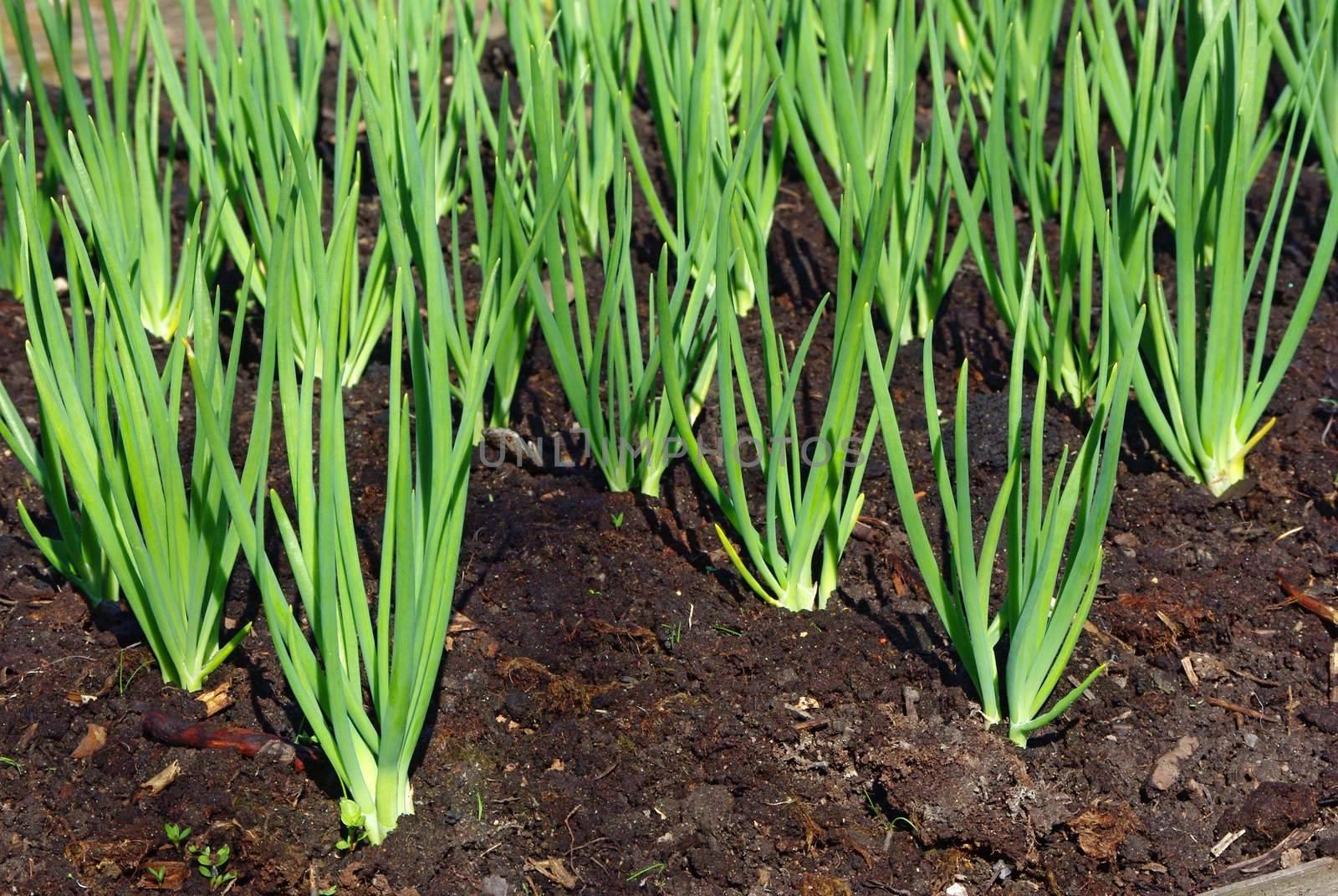 Onion sprouts in early spring at the garden by Vitamin